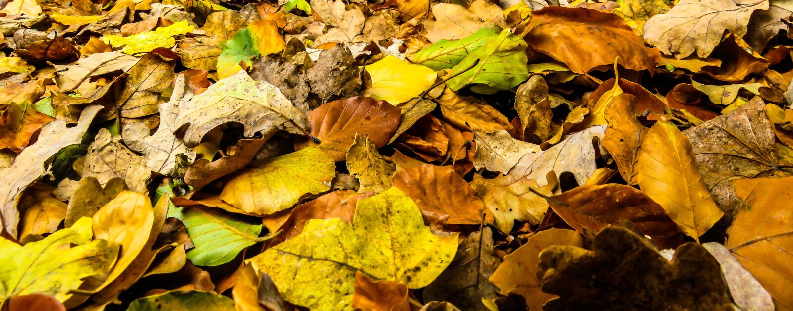 Canon PowerShot SX710 HS sample photo. Nature, season, autumn photography