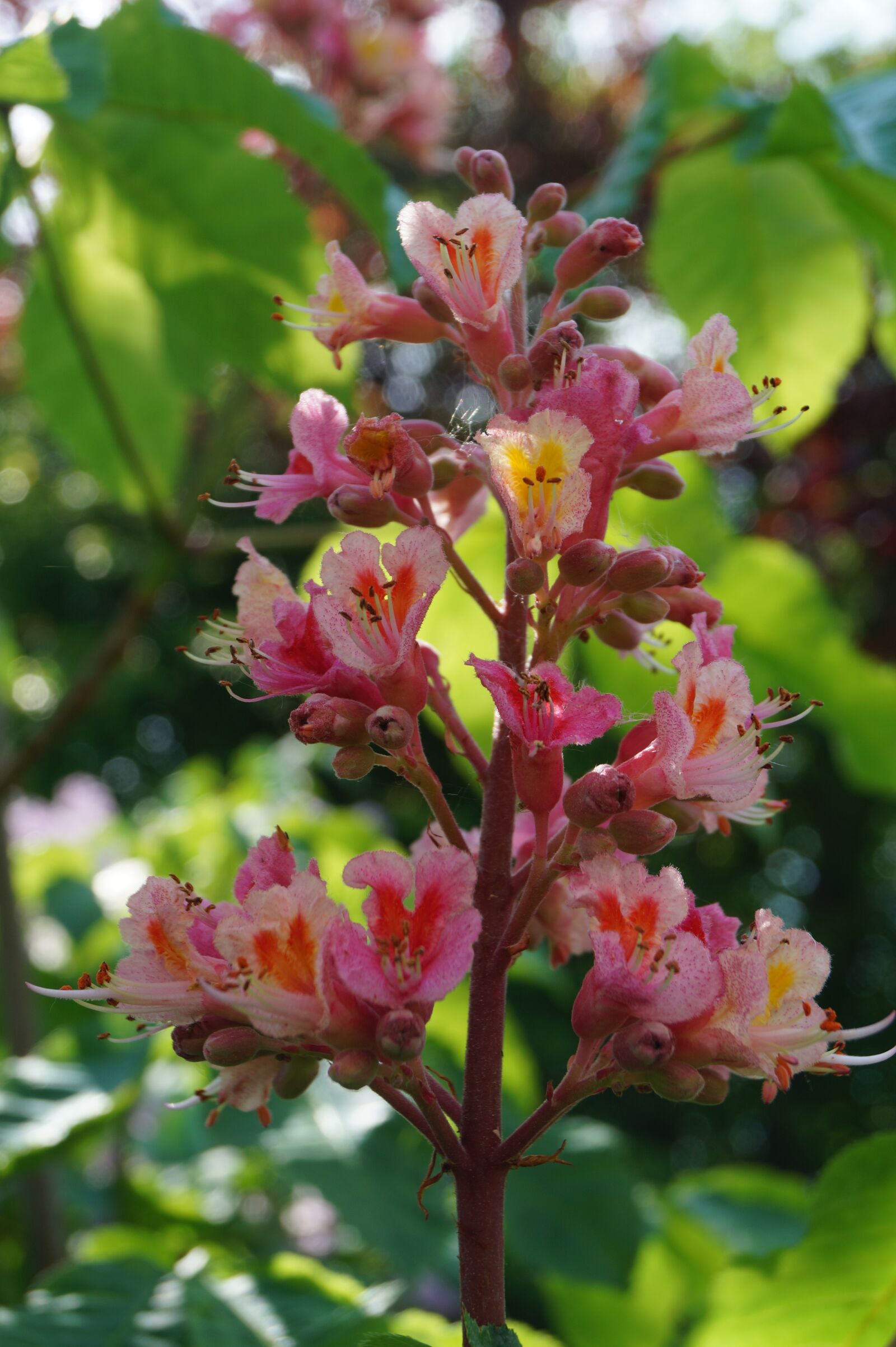 Sony SLT-A58 sample photo. Chestnut blossom, blossom, bloom photography