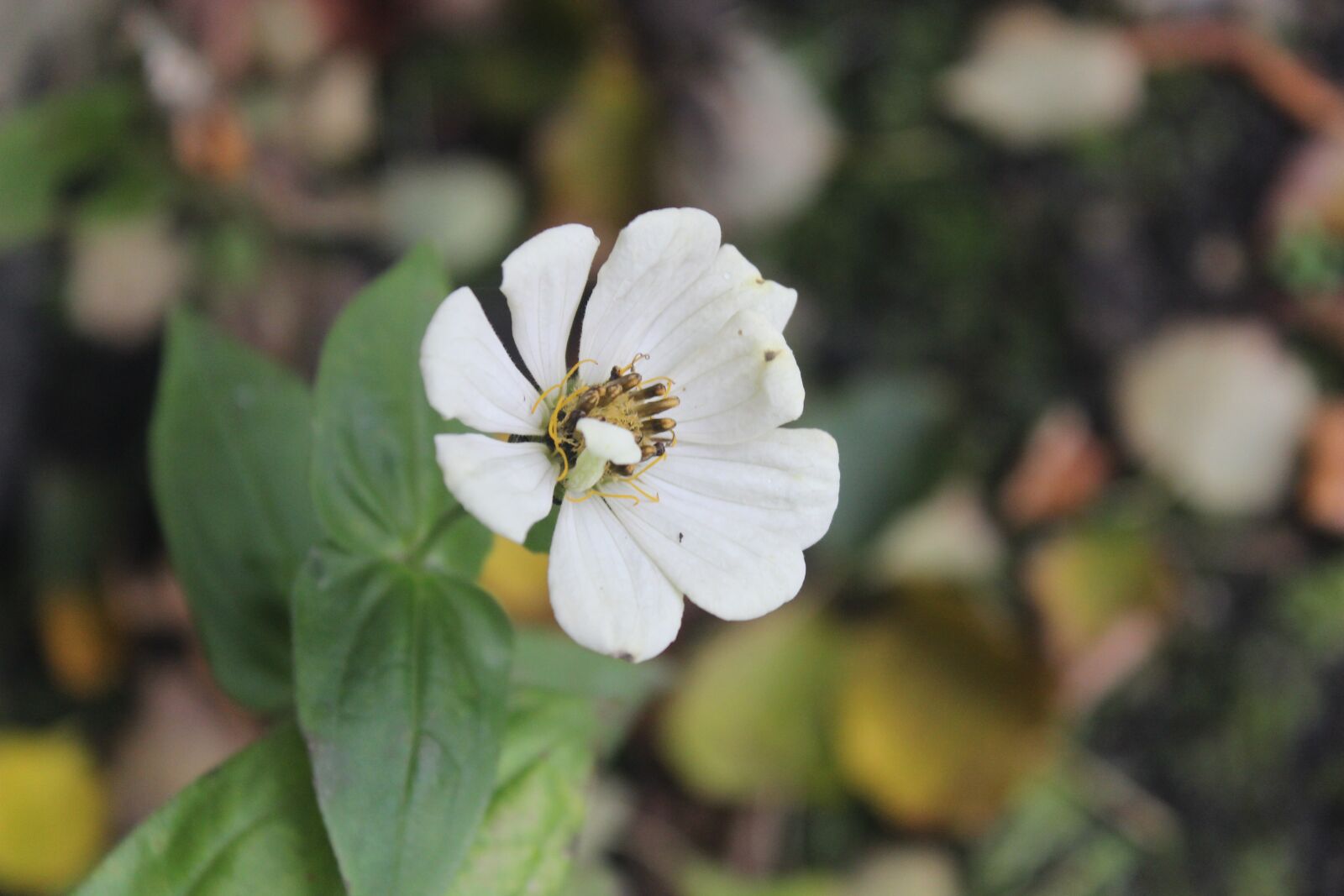 Canon EOS 600D (Rebel EOS T3i / EOS Kiss X5) sample photo. Flower, nature, summer photography