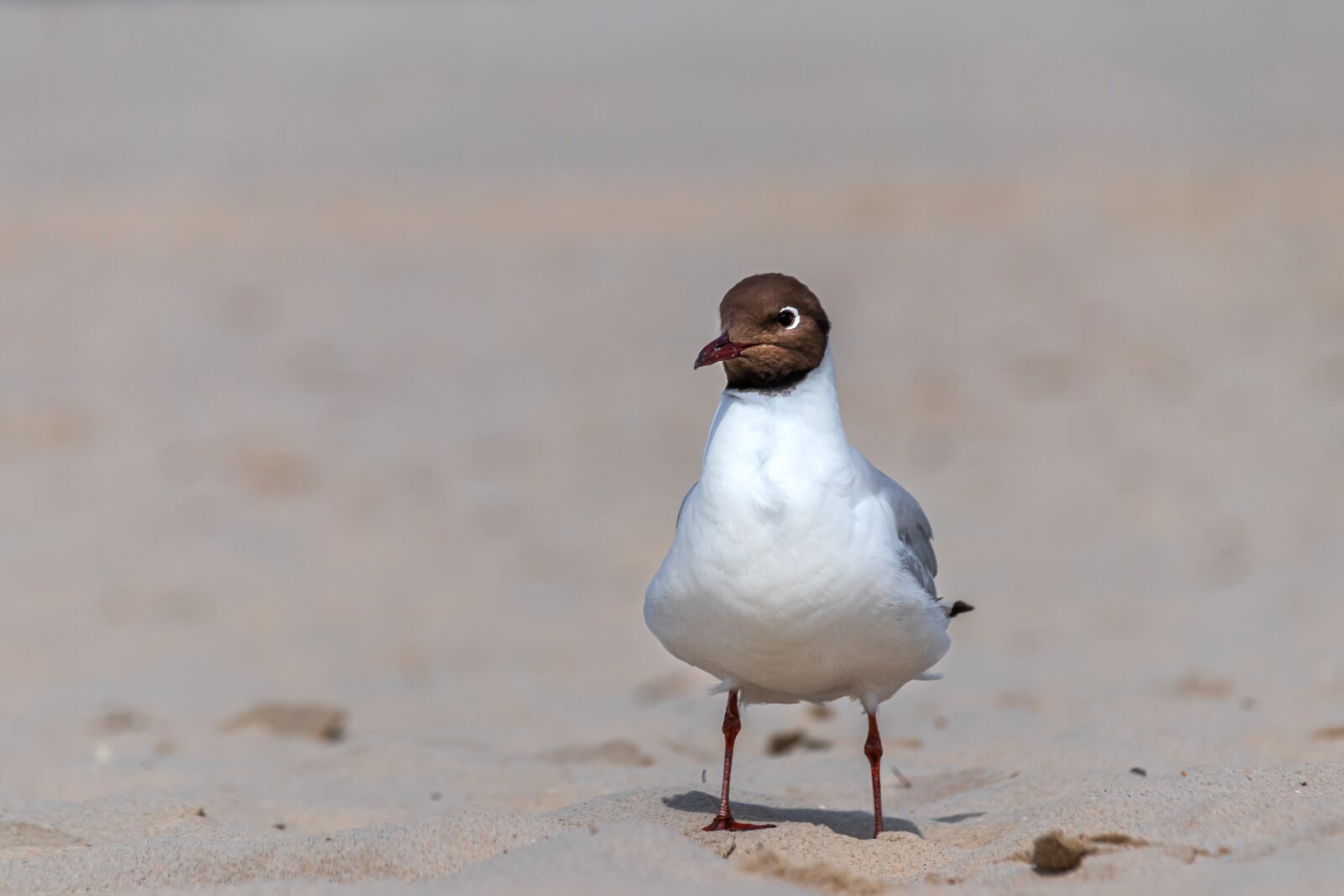 Canon EOS 80D sample photo. Seagull, bird, animal photography