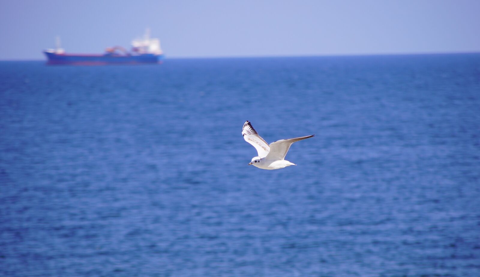 Sony DT 18-200mm F3.5-6.3 sample photo. Sea, seagull, ship photography