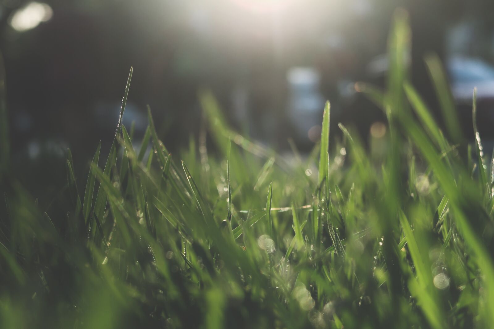 Canon PowerShot G7 X Mark II sample photo. Grass, nature, green photography