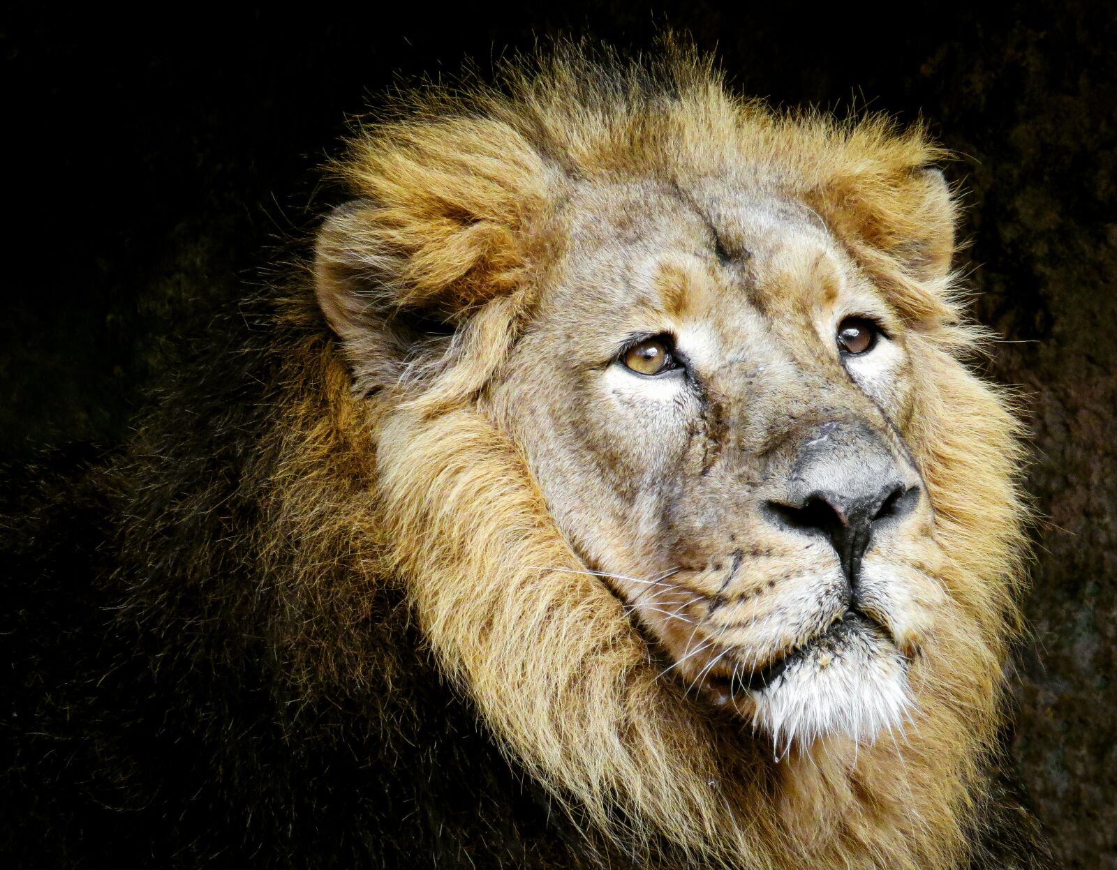 Canon PowerShot SX50 HS sample photo. Animals, lion, predator photography