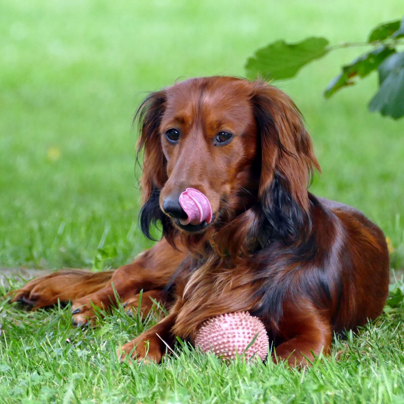 Panasonic Lumix DMC-FZ1000 sample photo. Dachshund, long hair dachshund photography