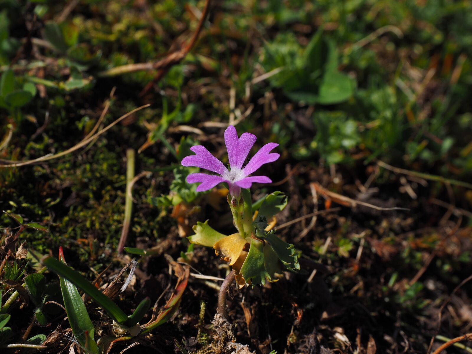 Olympus OM-D E-M1 + Olympus M.Zuiko Digital ED 12-40mm F2.8 Pro sample photo. Dwarf-primrose, flower, blossom photography