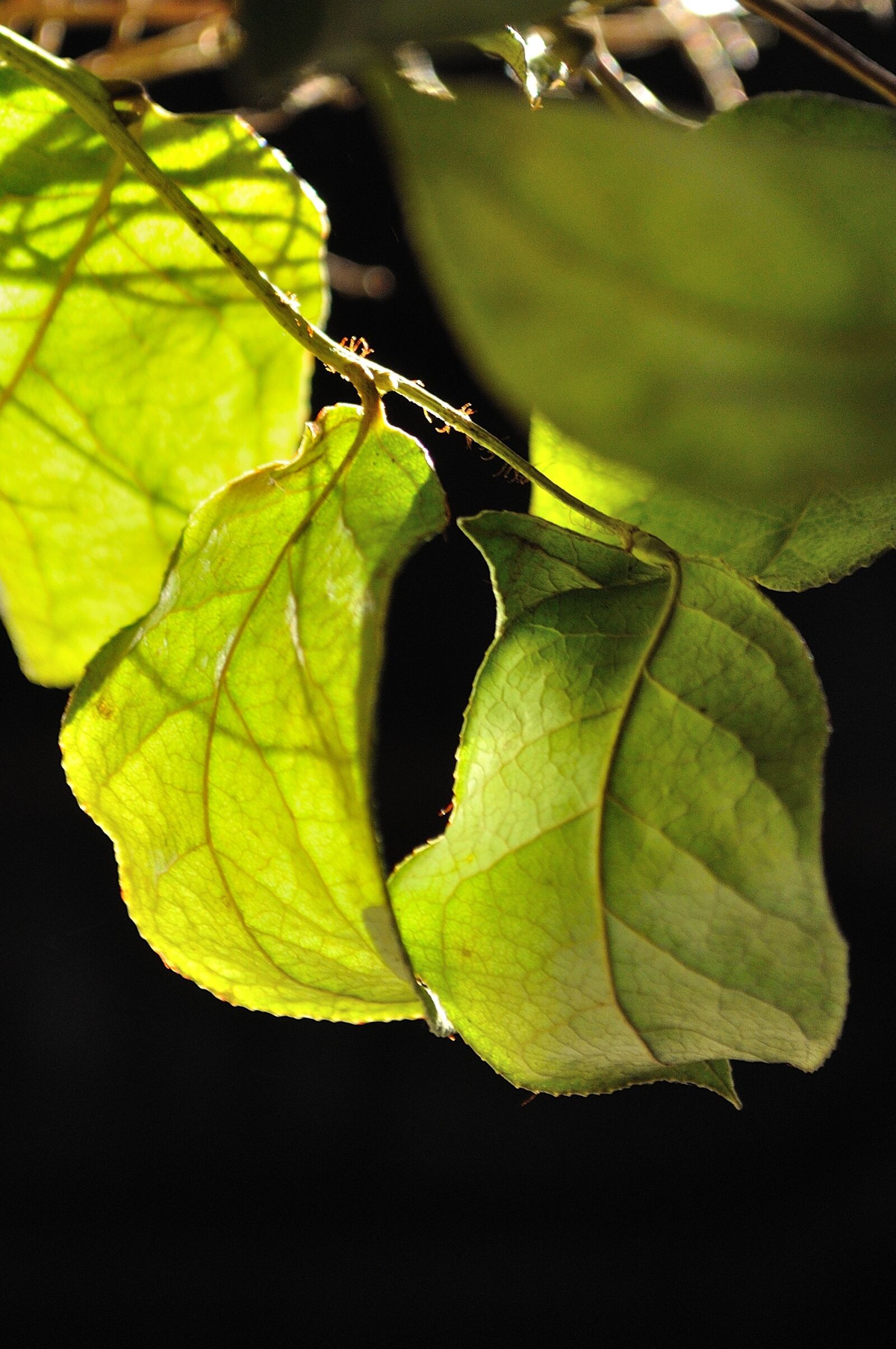 Nikon D90 sample photo. Leaves, light, light green photography