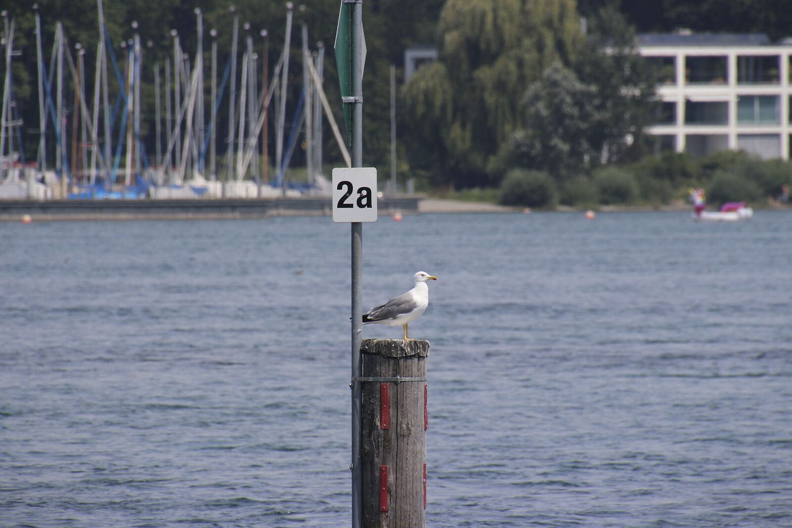Canon EOS 700D (EOS Rebel T5i / EOS Kiss X7i) sample photo. Seagull, animal, port photography