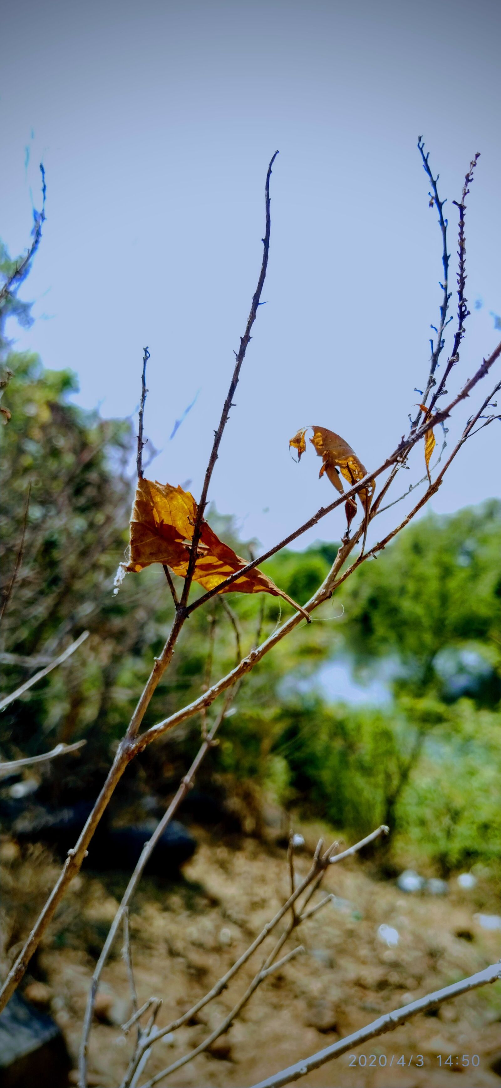 Xiaomi Mi A3 sample photo. Tree, nature, sky photography