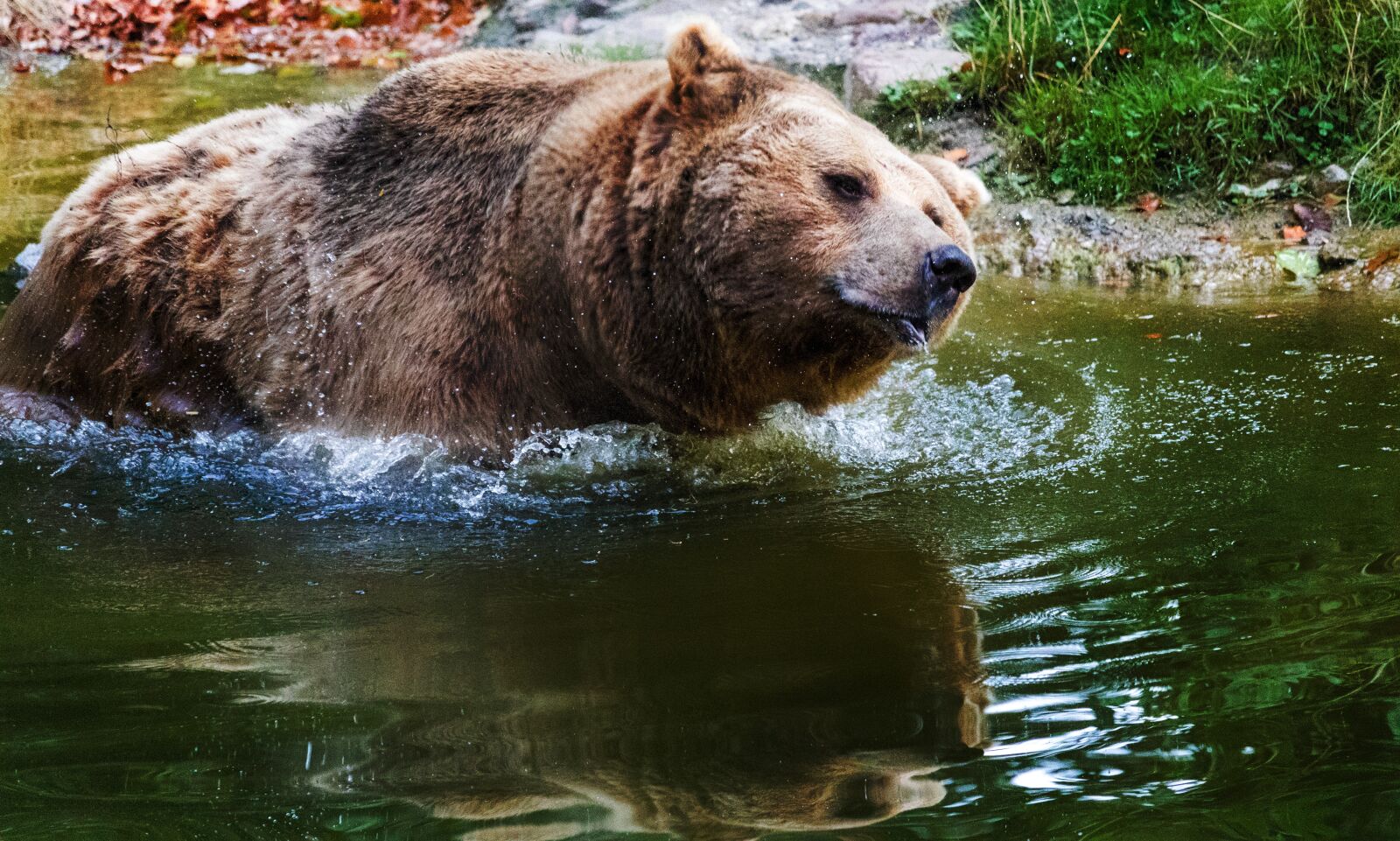 Canon EF-S 55-250mm F4-5.6 IS STM sample photo. Bear, brown bear, wildlife photography