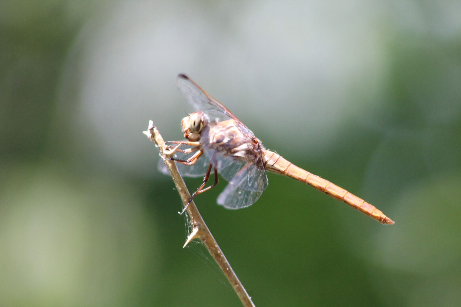 Canon EF 75-300mm f/4-5.6 sample photo. Dragonfly, rockport, coastal bend photography