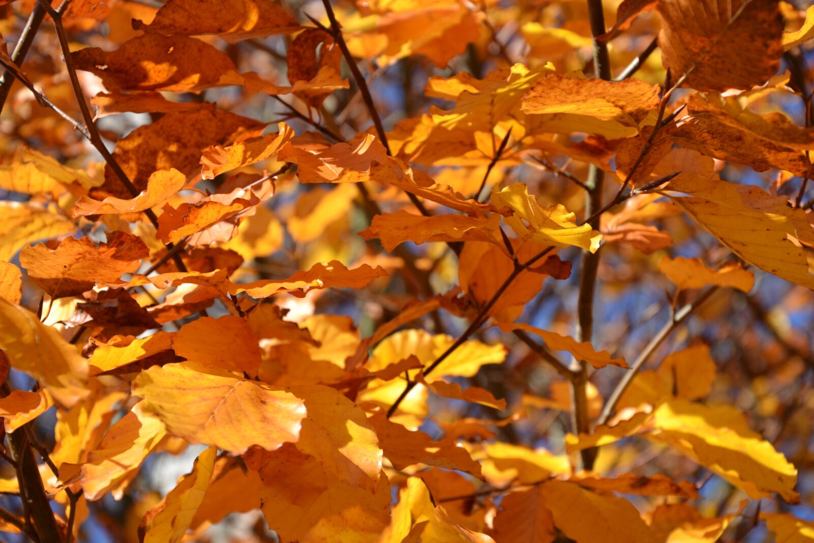 Nikon D3100 sample photo. Autumn, leaves, nature photography