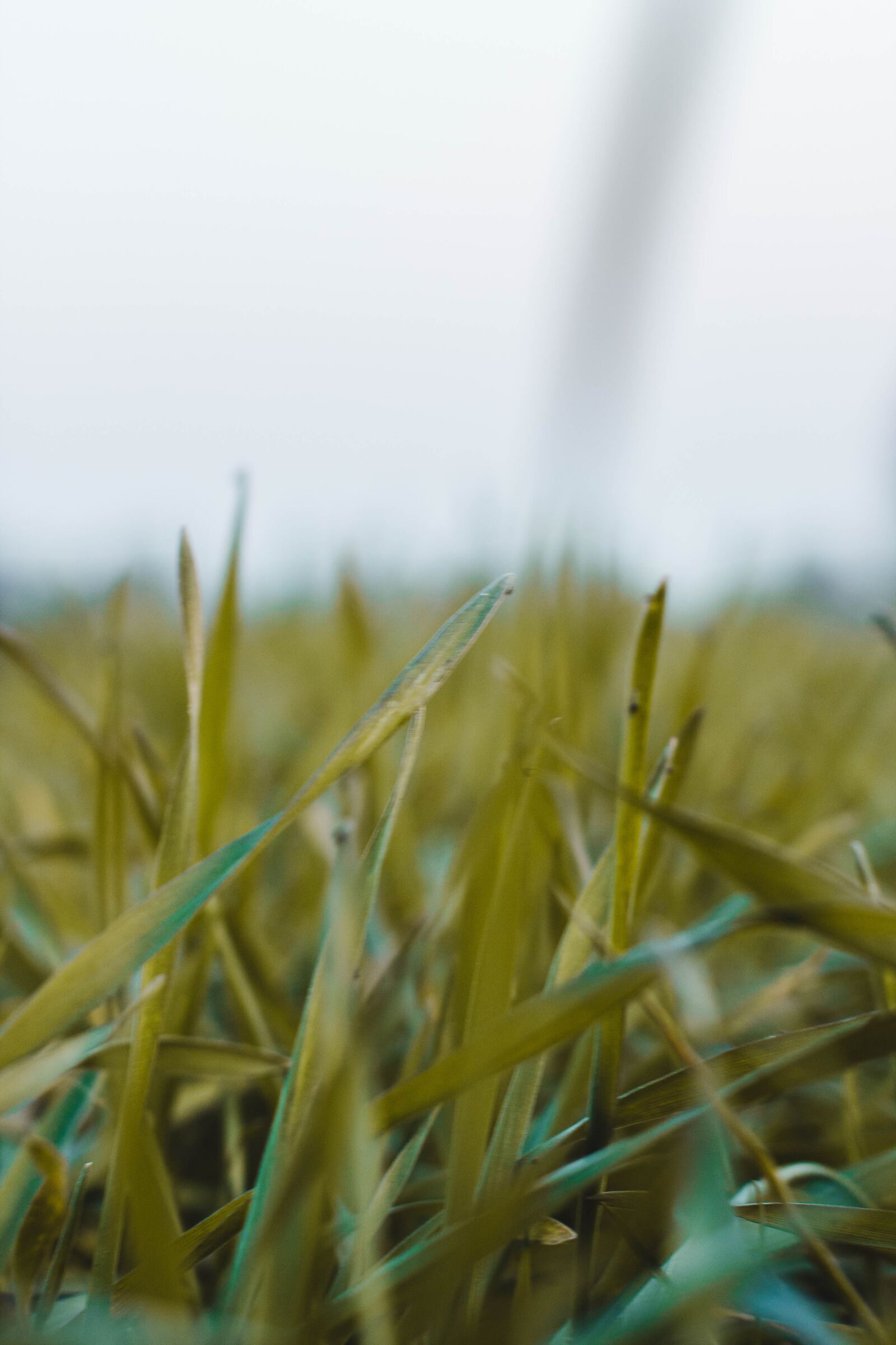 Canon EOS 1100D (EOS Rebel T3 / EOS Kiss X50) sample photo. Grass, green, nature photography