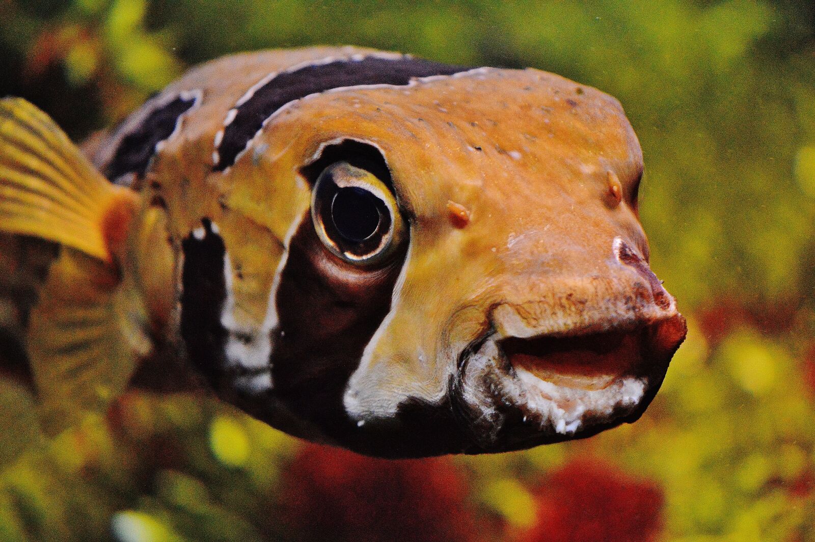 Nikon D3200 sample photo. Fish, aquarium, underwater world photography