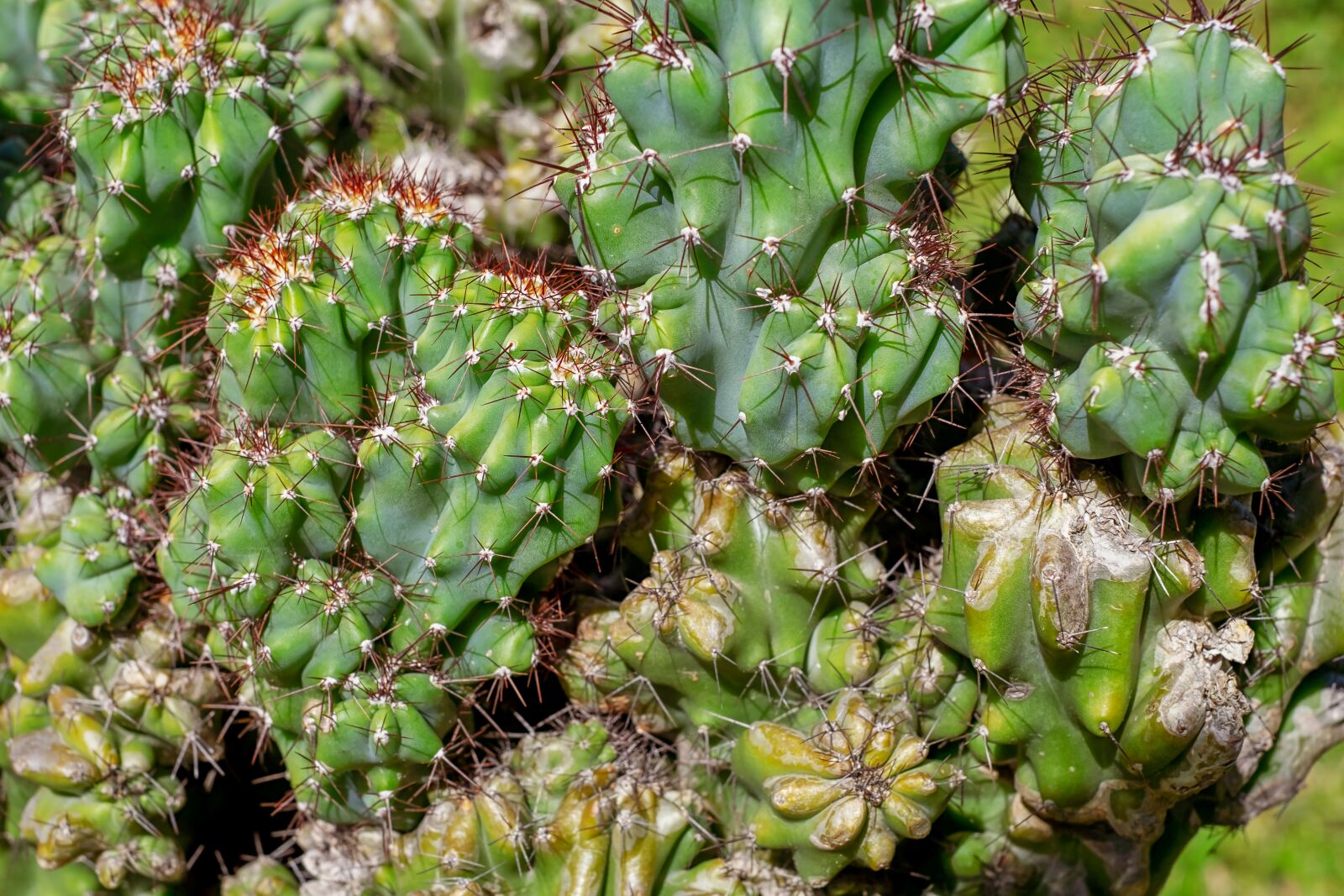 Fujifilm X-T10 + Fujifilm XF 35mm F1.4 R sample photo. Rock cactus, cereus mill photography