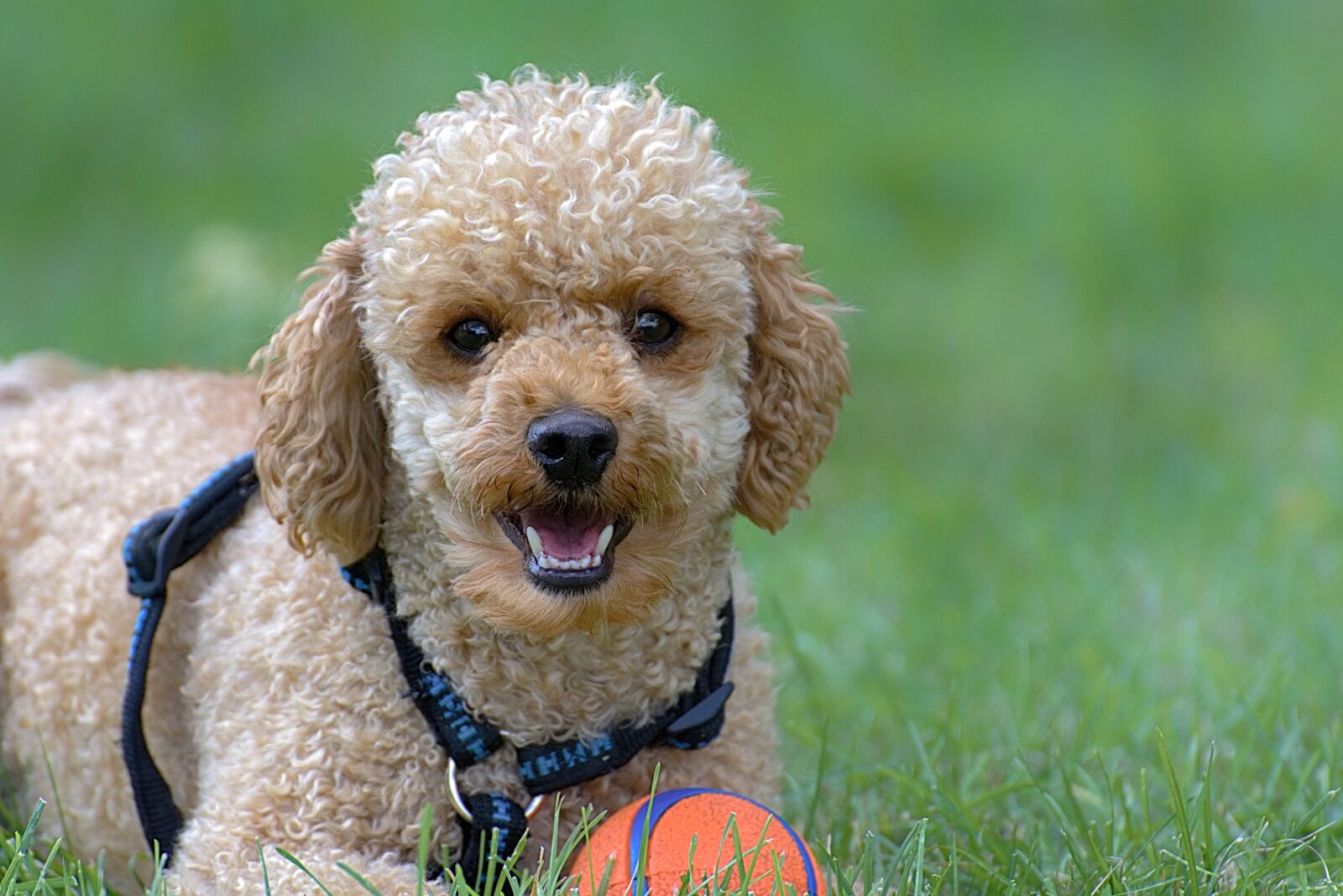 Nikon D7200 sample photo. Poodle, dog, pet photography