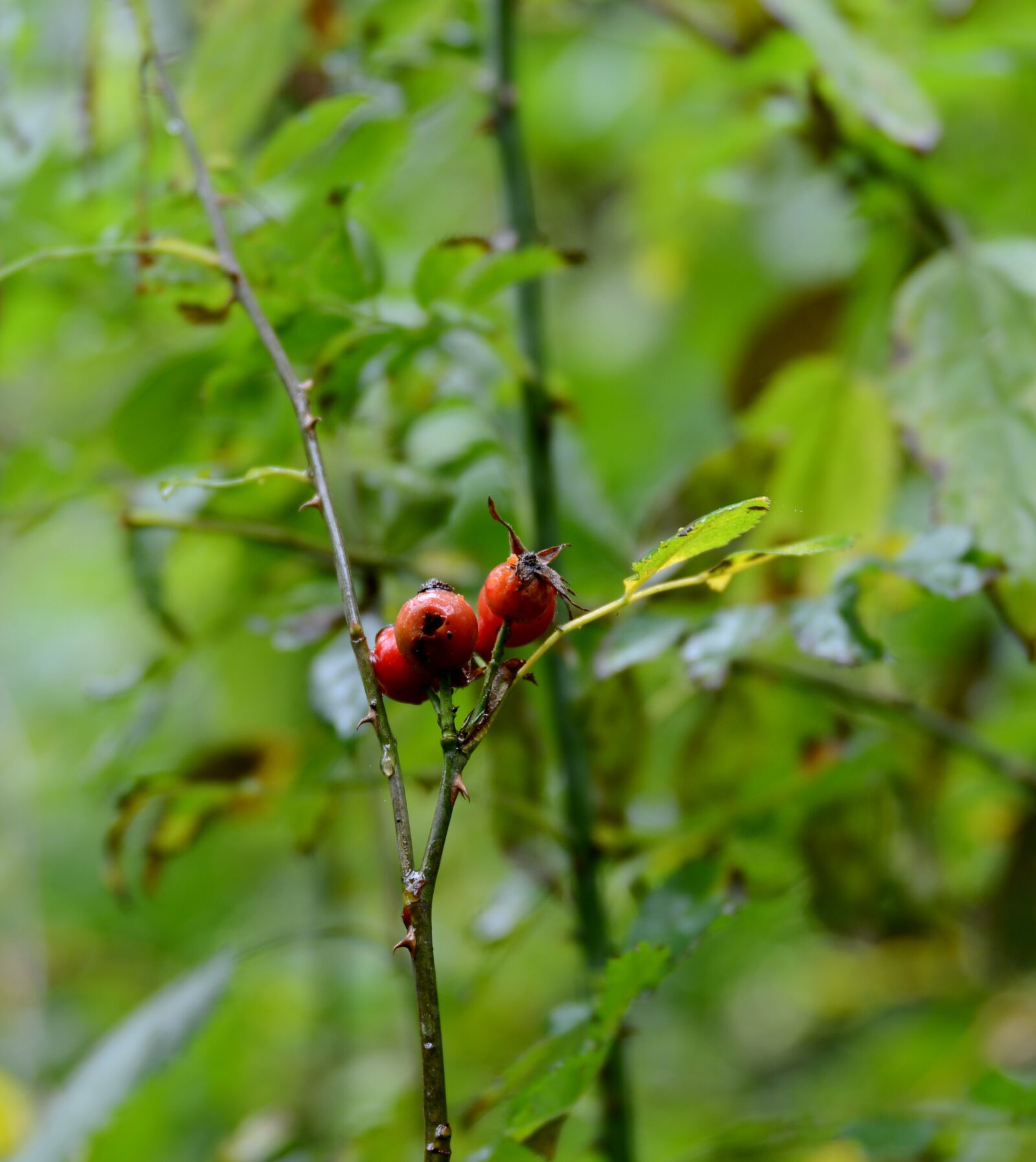 Nikon D600 sample photo. Rosehips, fruits, branch photography