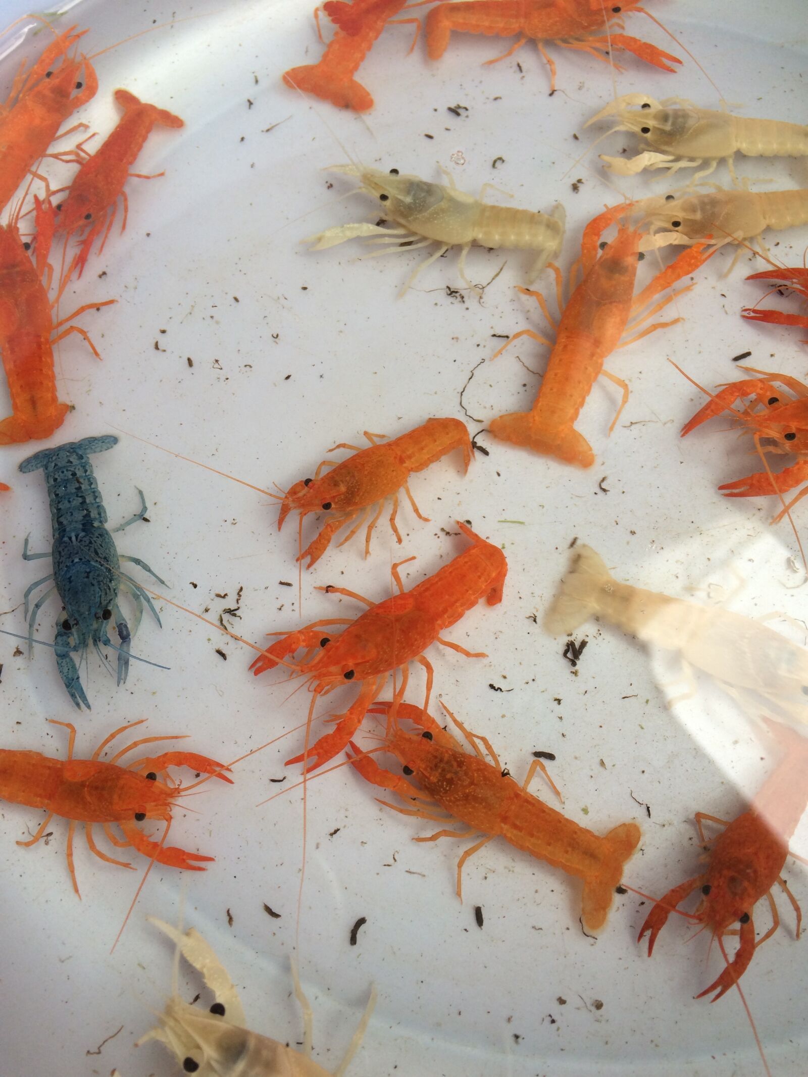 iPhone 5s back camera 4.15mm f/2.2 sample photo. Shrimp photography