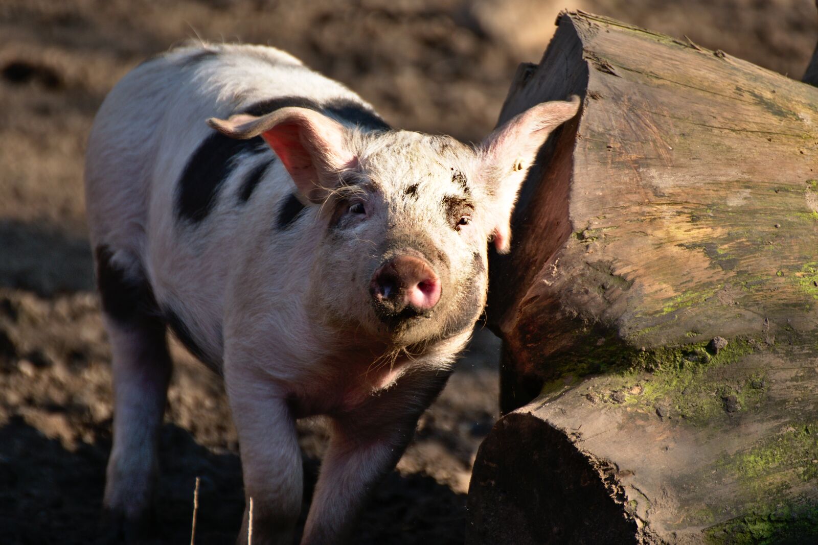 Nikon D3300 sample photo. Pig, piglet, farm photography