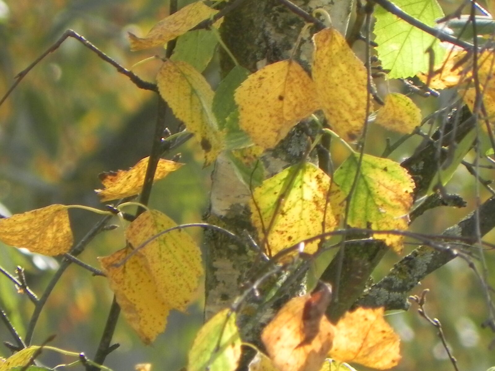Nikon Coolpix P100 sample photo. Leaves, birch, birch leaves photography