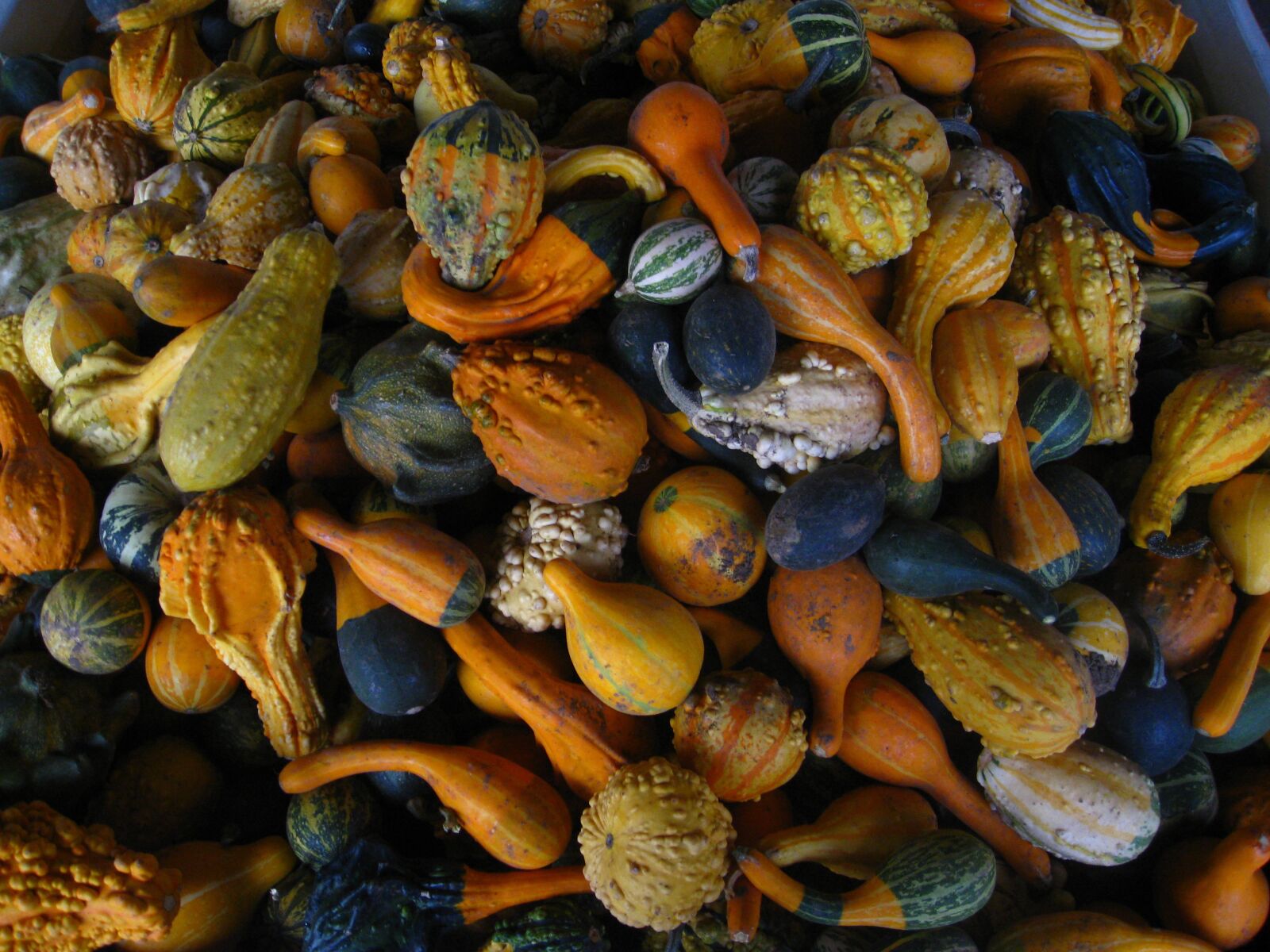 Canon POWERSHOT SD850 IS sample photo. Gourds, fall, autumn photography