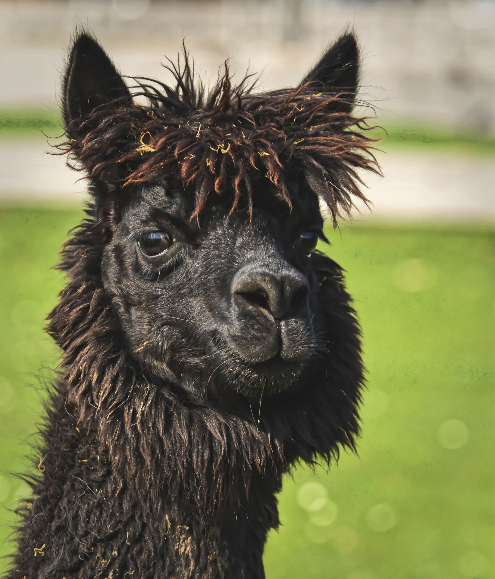 Nikon D3200 sample photo. Alpaca, head, black photography