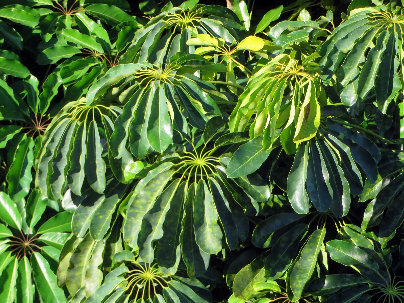 Canon PowerShot SX270 HS sample photo. Cuba, foliage, leaflets photography