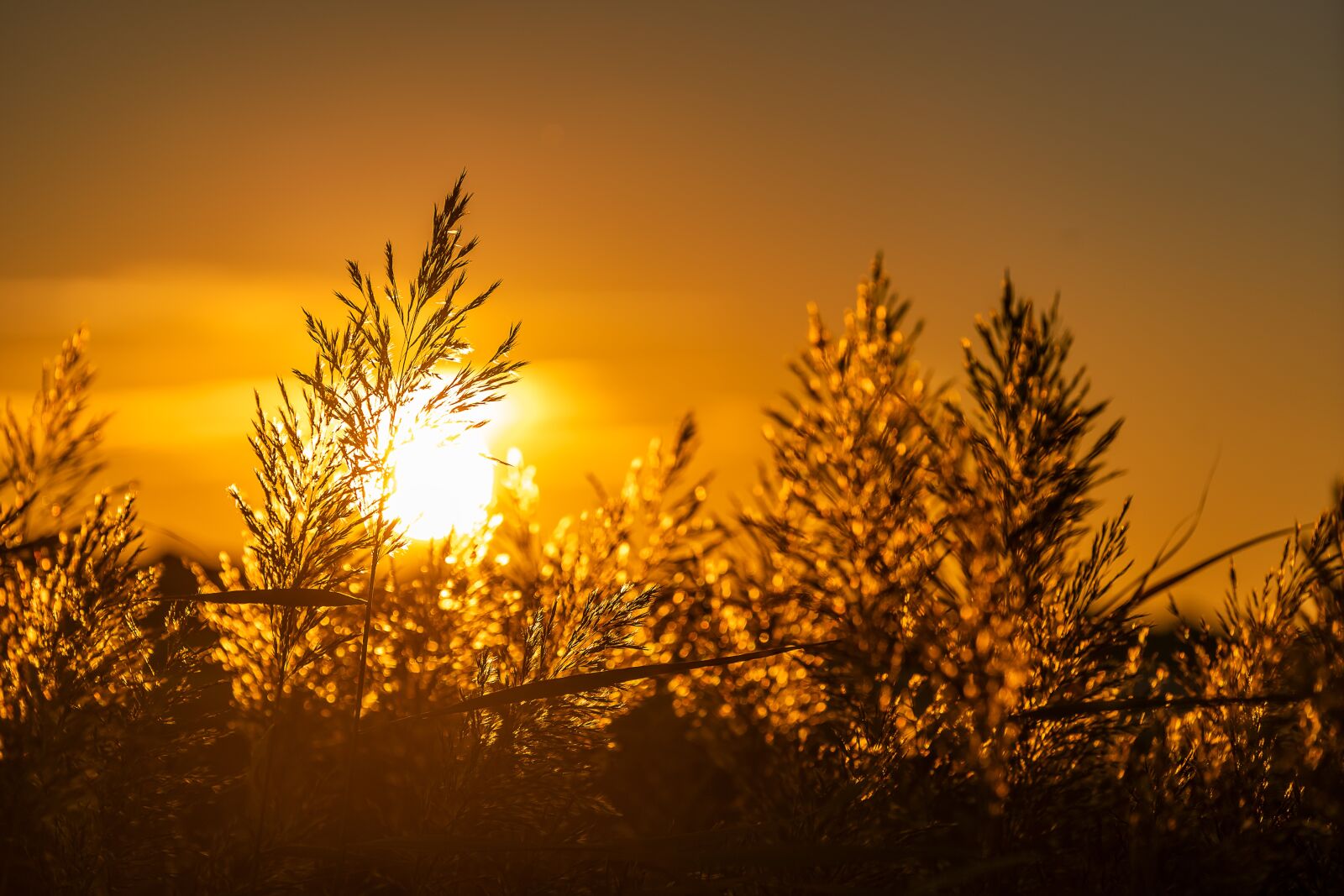 Sony a7 III + Sony FE 70-200mm F4 G OSS sample photo. Nature, sunset, landscape photography