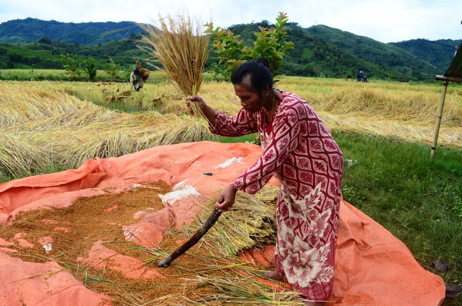 Nikon D5100 sample photo. Field rice, rice, people photography
