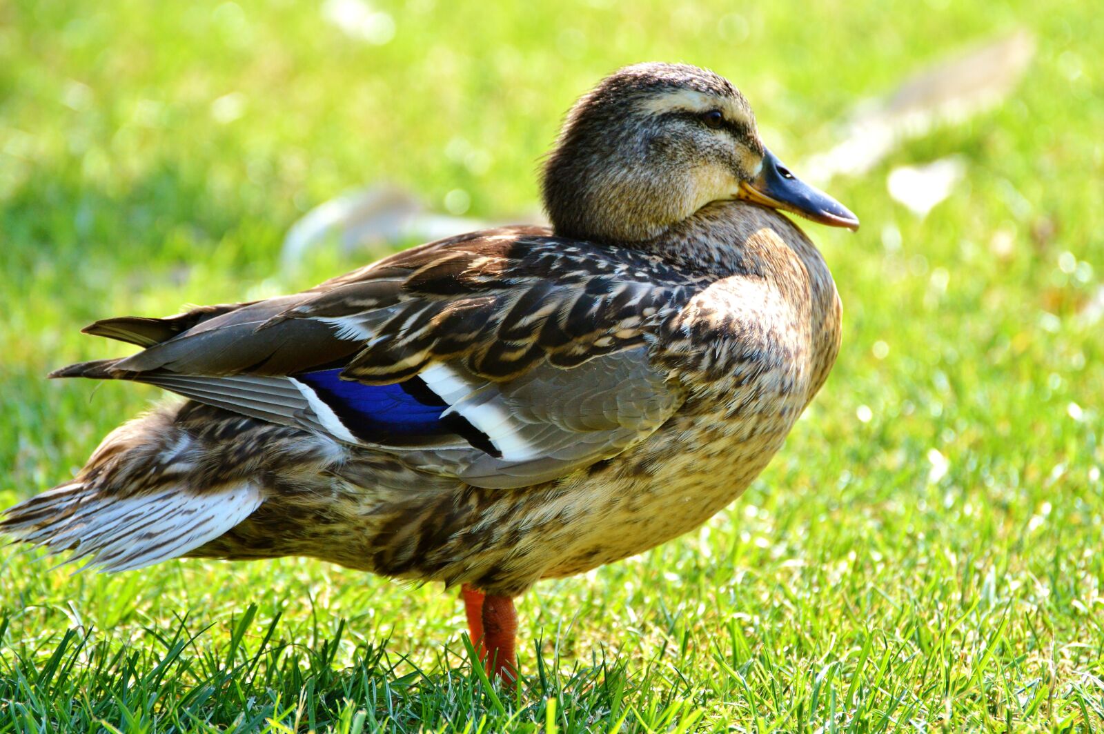 Nikon D3200 sample photo. Ducks, waterfowl, mallard photography