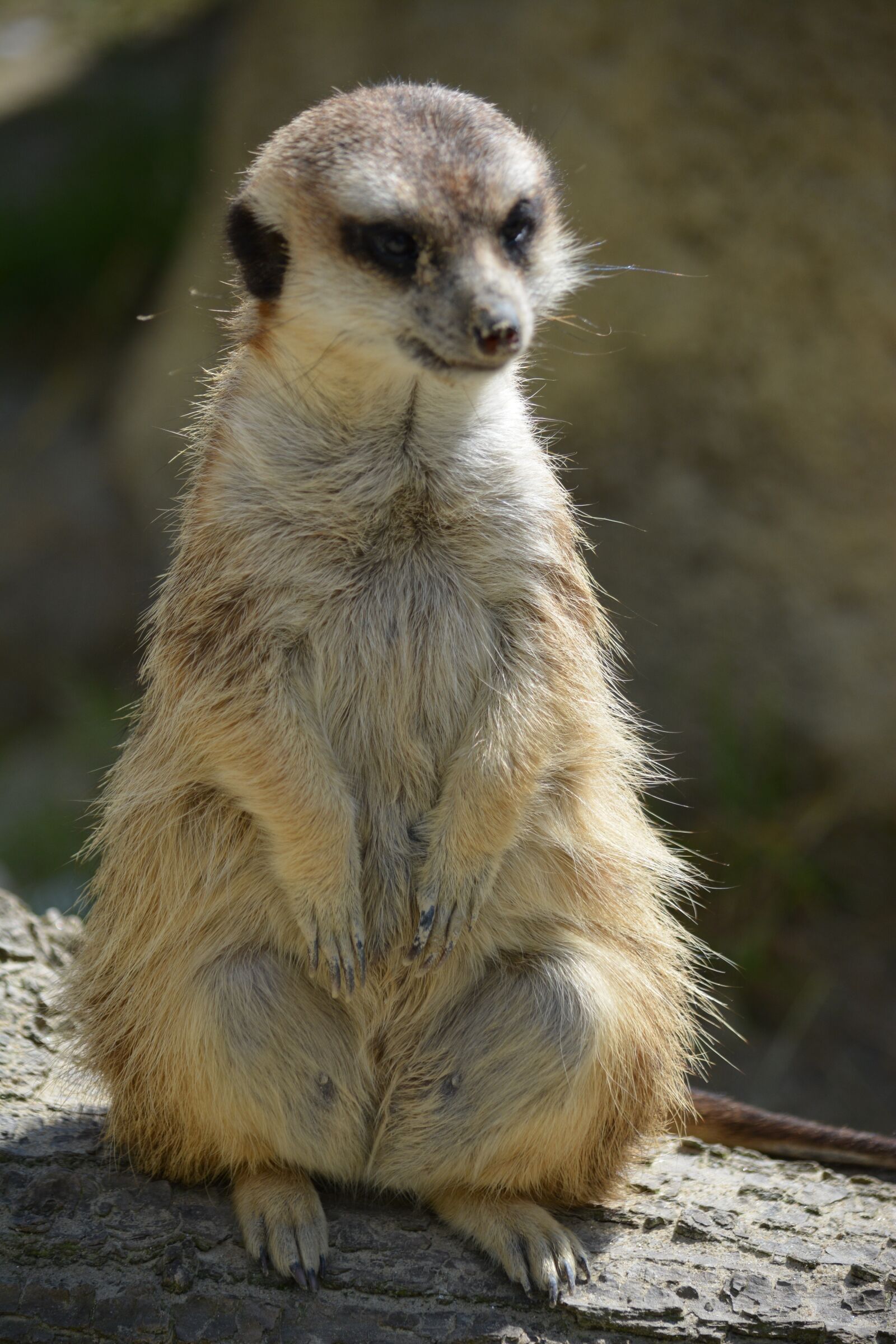 Nikon D5200 sample photo. Meerkat, animal, guard photography