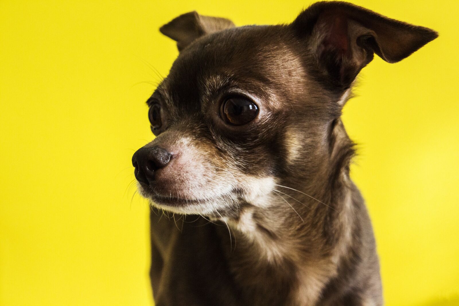 Canon EOS 700D (EOS Rebel T5i / EOS Kiss X7i) sample photo. Chihuahua, dog, old photography