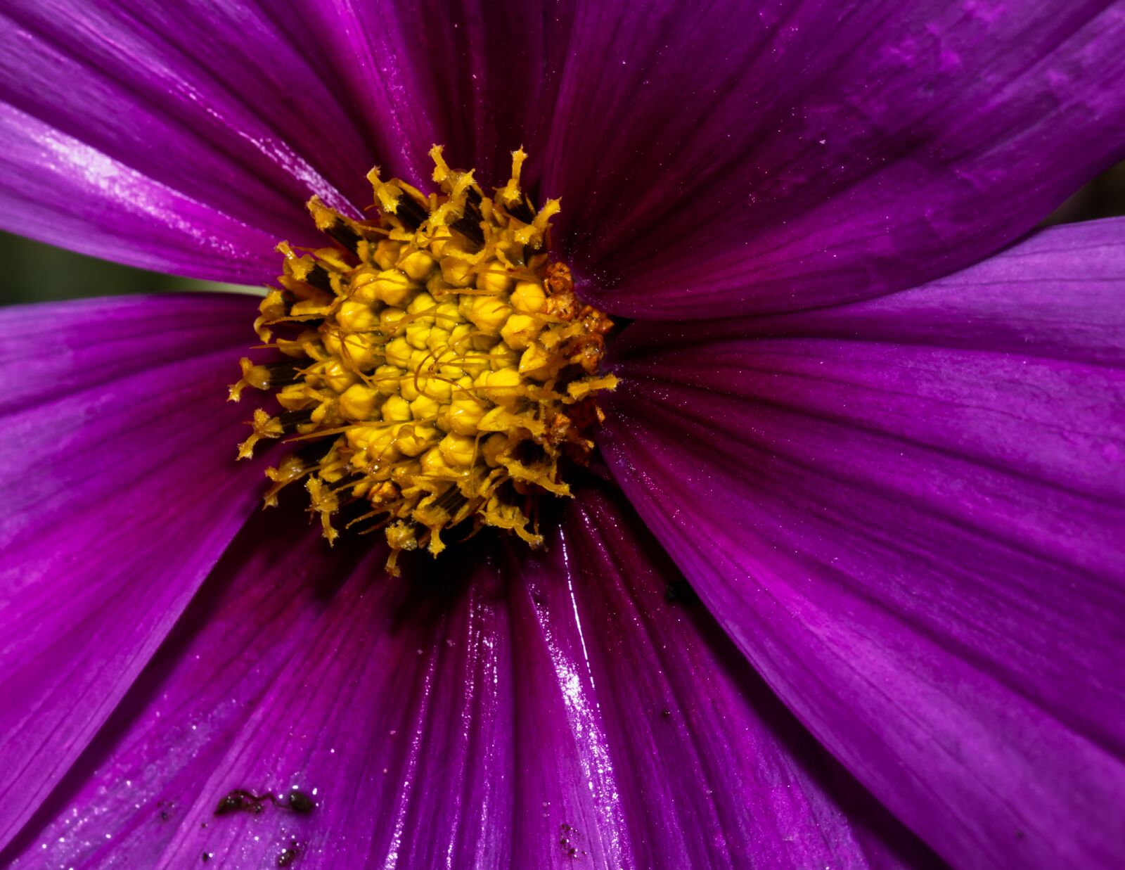 Nikon D5500 sample photo. Flower, blossom, bloom photography