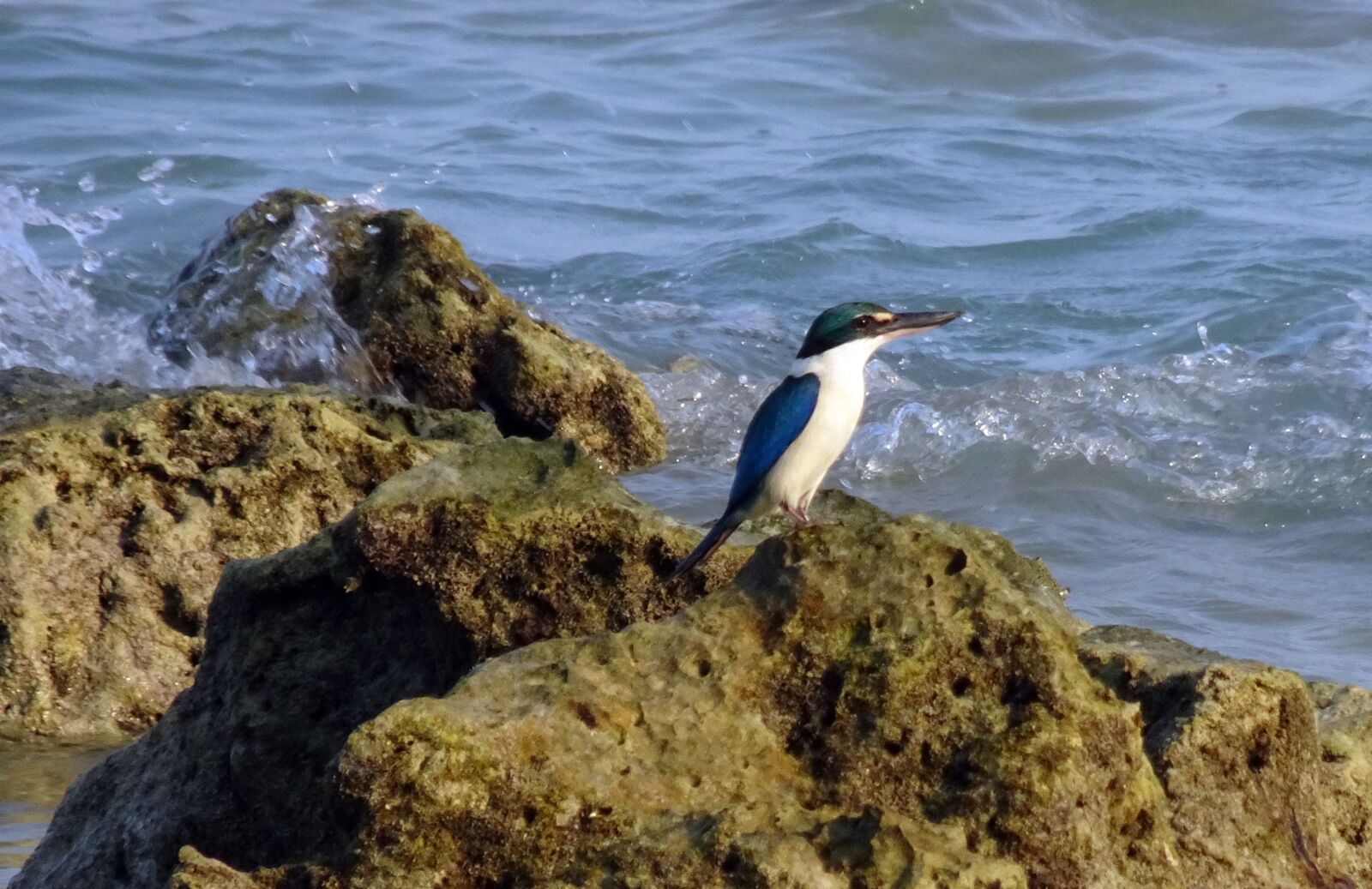 Sony Cyber-shot DSC-HX90V sample photo. Bird, kingfisher, andaman collared photography