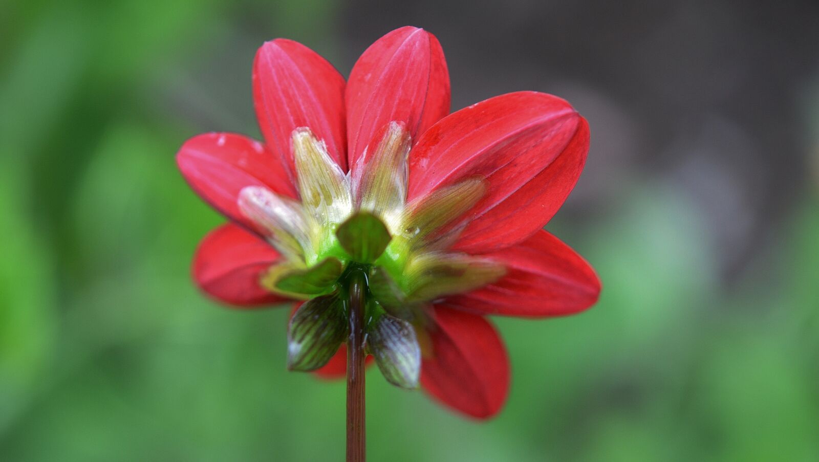Nikon D7000 sample photo. Flower, natur, spring photography