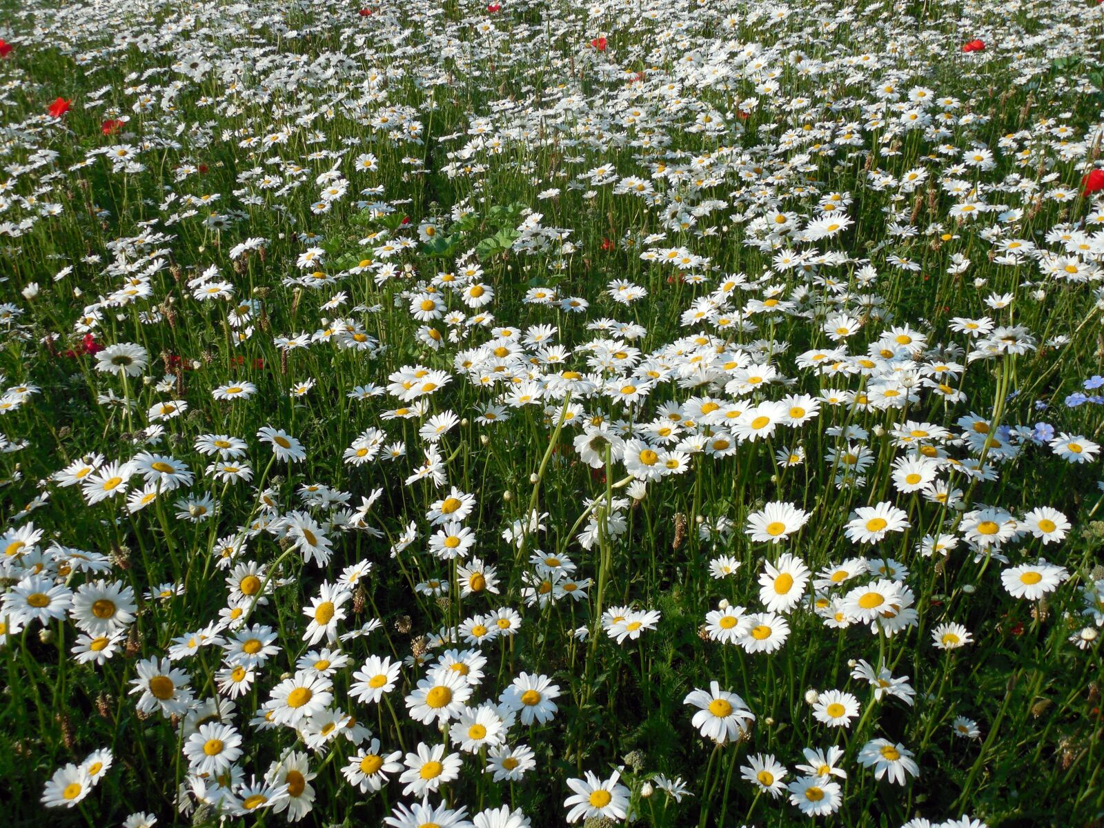 Nikon COOLPIX L620 sample photo. Daisies, leucanthemum, flowers photography