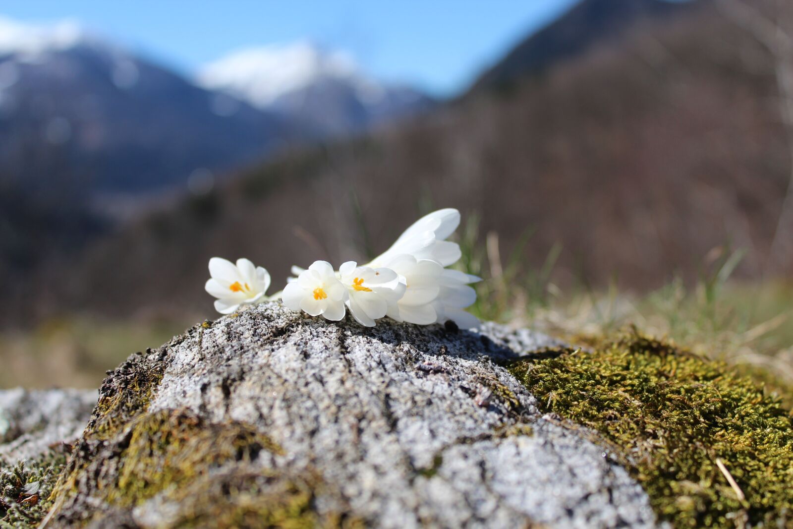 Canon EOS 1200D (EOS Rebel T5 / EOS Kiss X70 / EOS Hi) sample photo. Snowdrops, flower, bloom photography