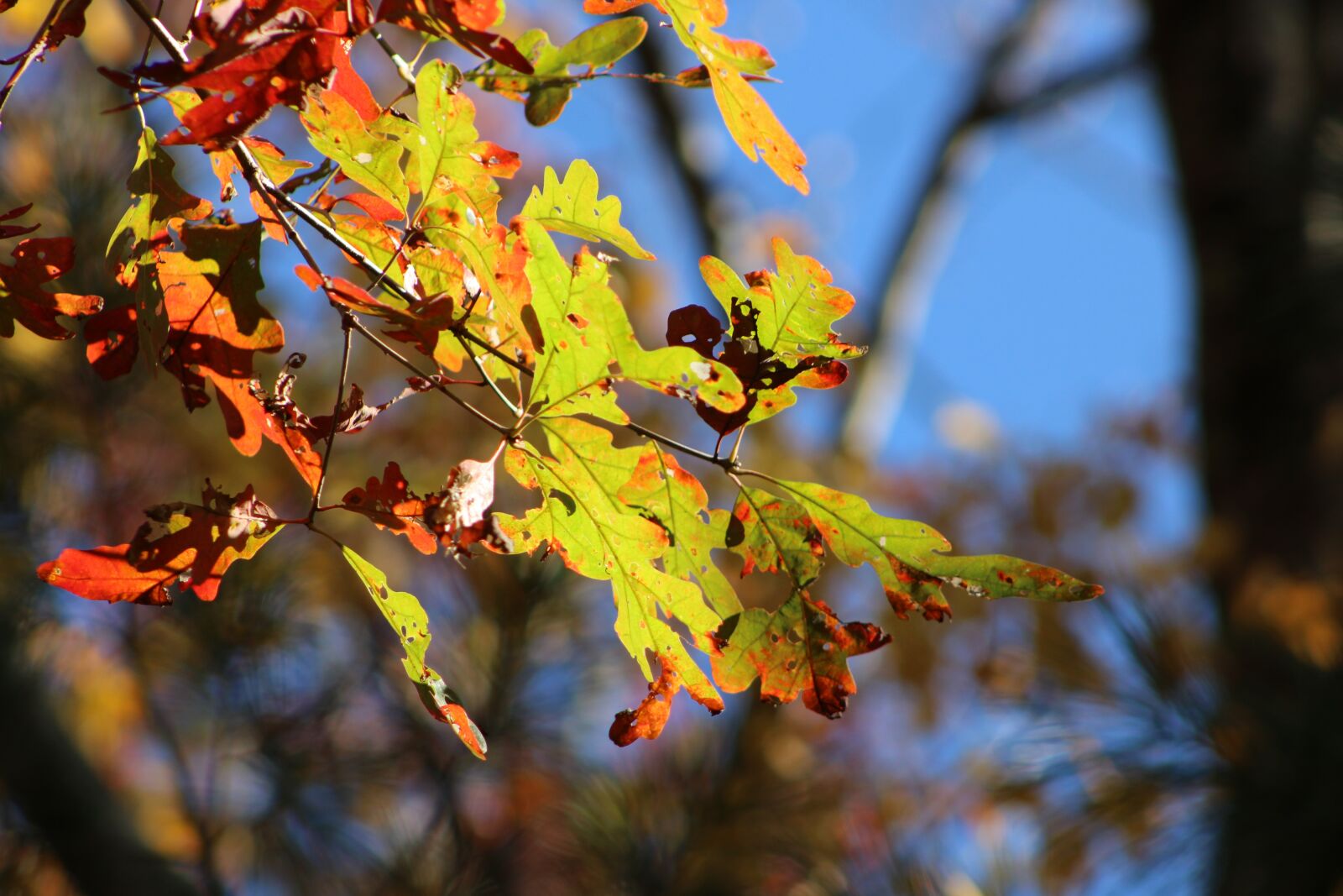 Canon EOS 2000D (EOS Rebel T7 / EOS Kiss X90 / EOS 1500D) sample photo. Leafs, autumn, leaves photography