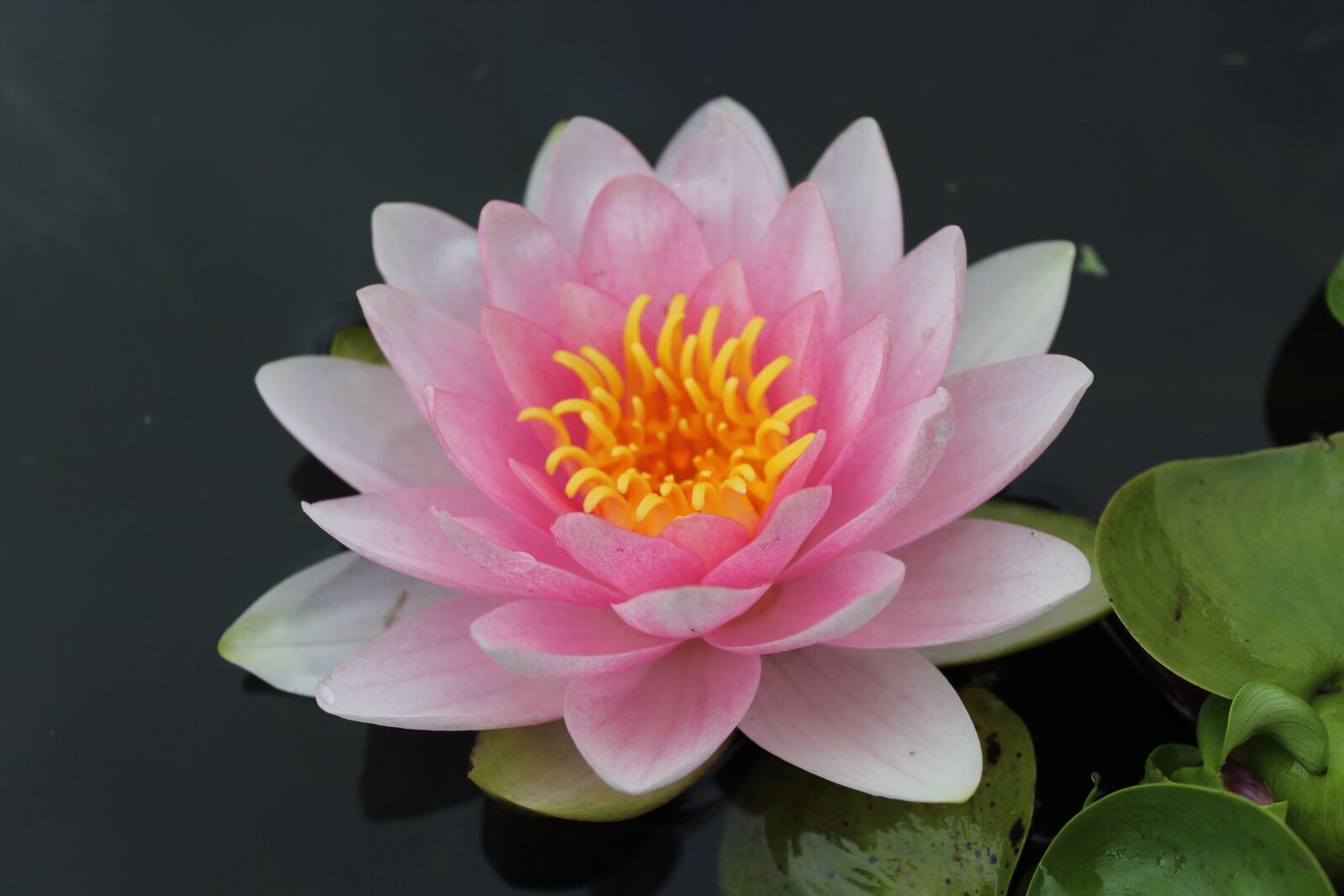 Canon EOS 1200D (EOS Rebel T5 / EOS Kiss X70 / EOS Hi) sample photo. Water lily, pond, aquatic photography