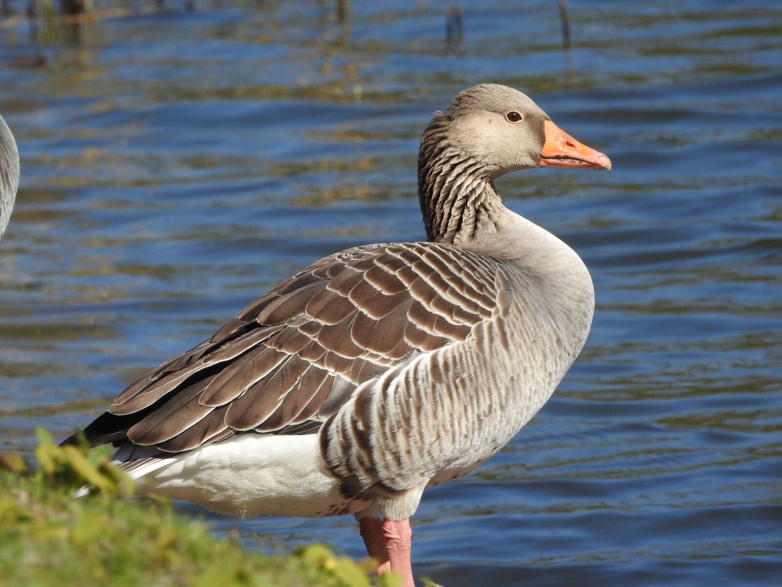 Nikon Coolpix P900 sample photo. Duck, water bird, plumage photography