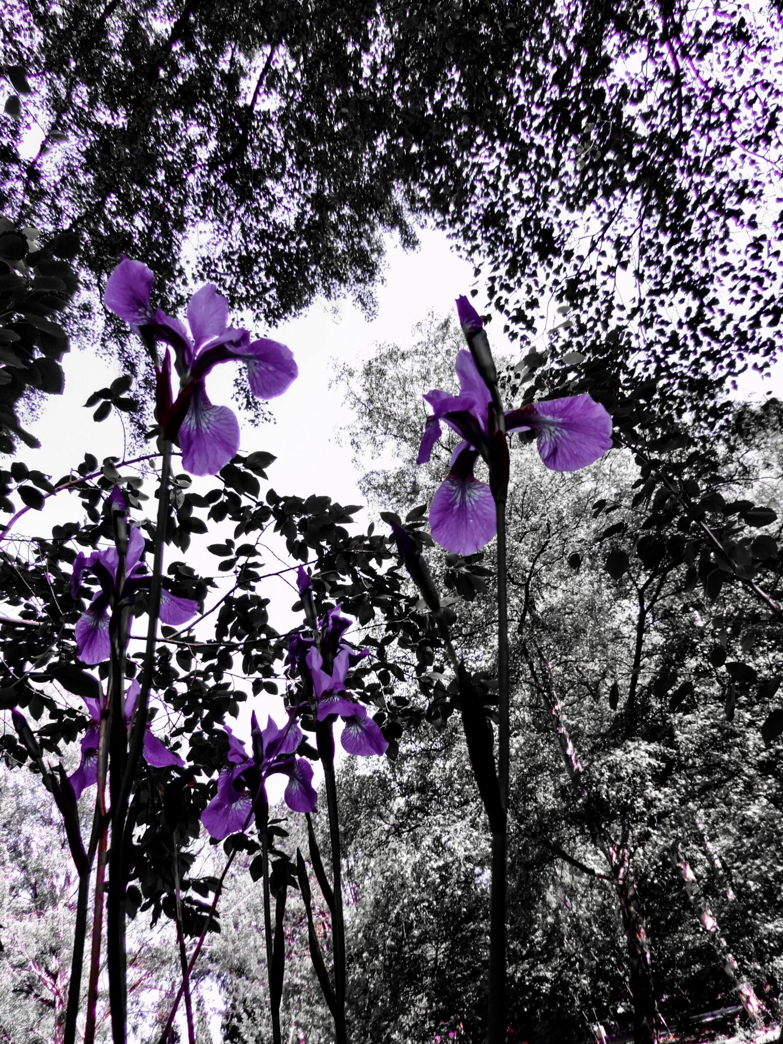 Nikon Coolpix P520 sample photo. Iris, flower, blossom photography