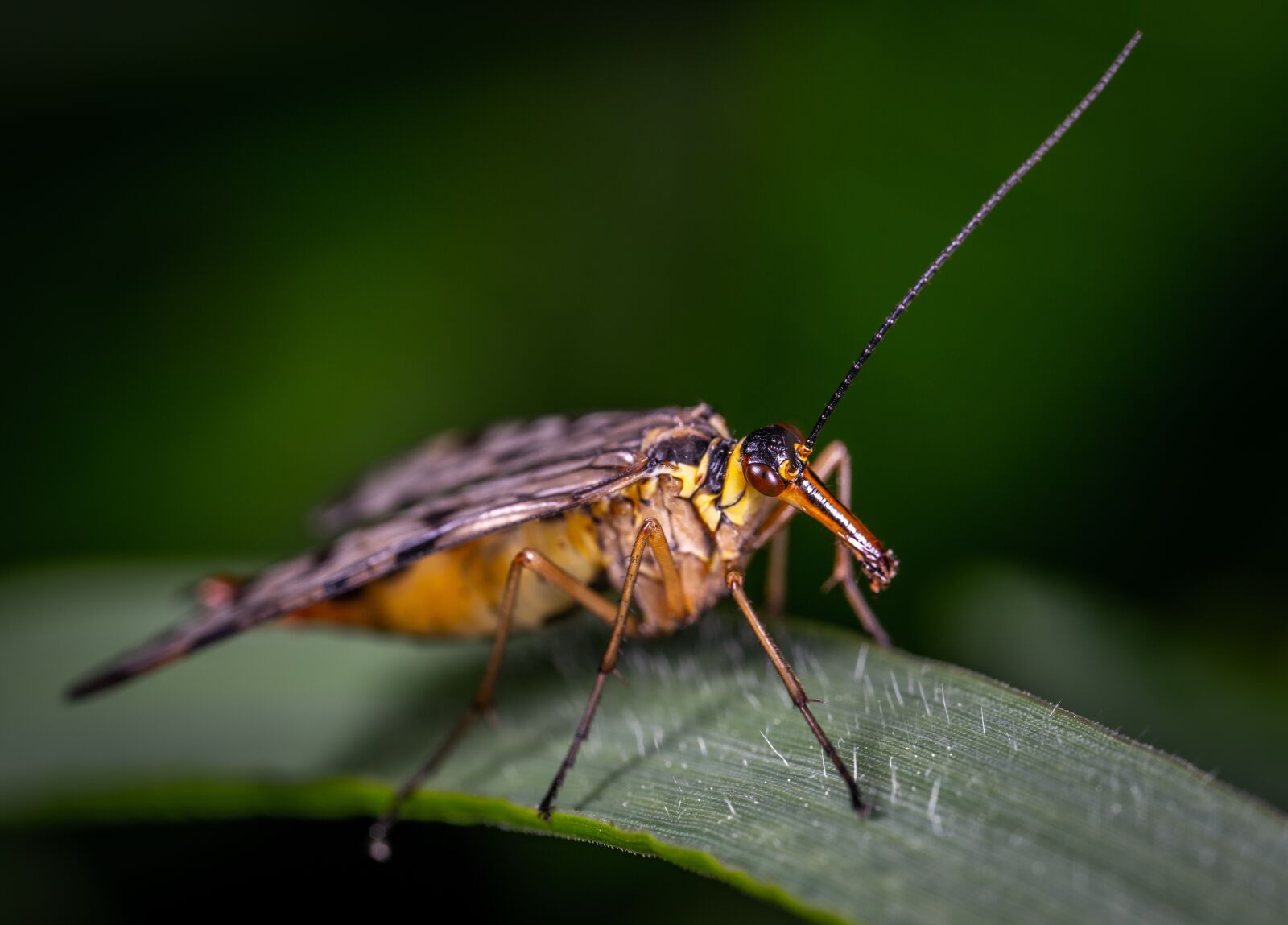 Sony a7R II sample photo. Scorpionica, macro, insect photography