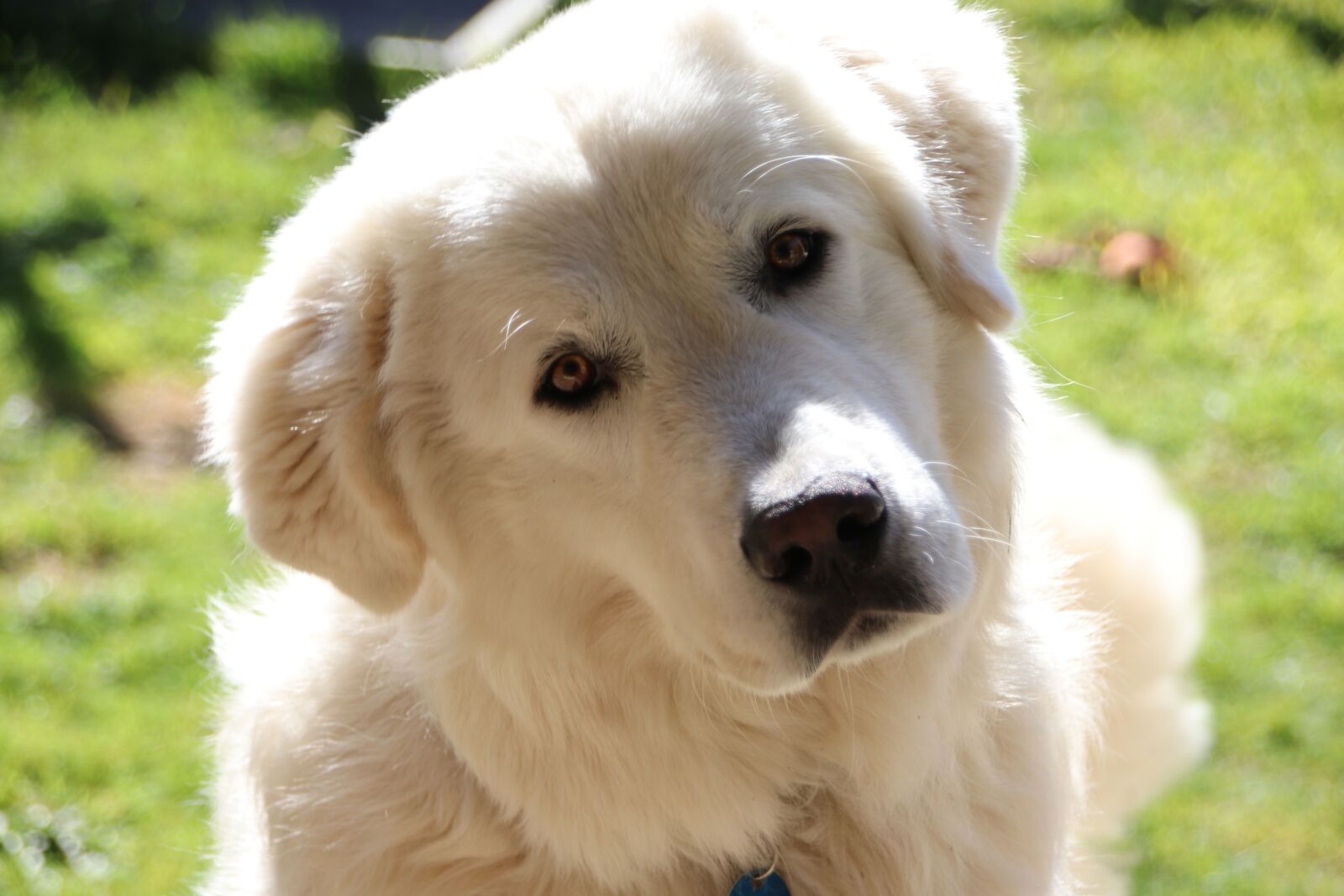 Canon EOS 80D sample photo. Maremma sheepdog, dog, pet photography