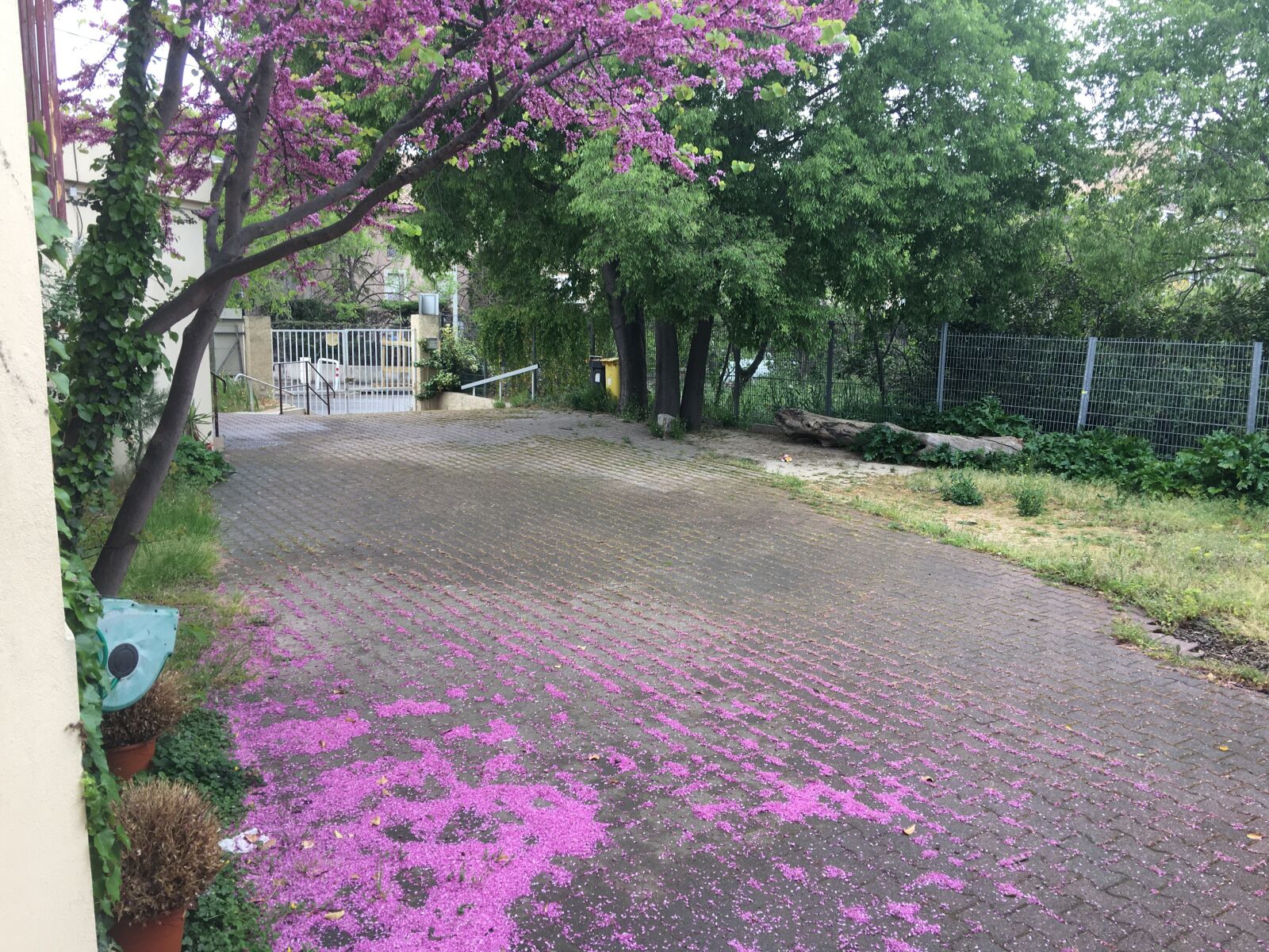 iPhone 6s Plus back camera 4.15mm f/2.2 sample photo. Rose flowers, alley, petal photography