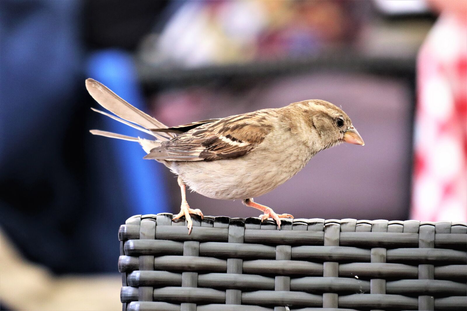 Canon EOS M6 sample photo. The sparrow, animals, bird photography