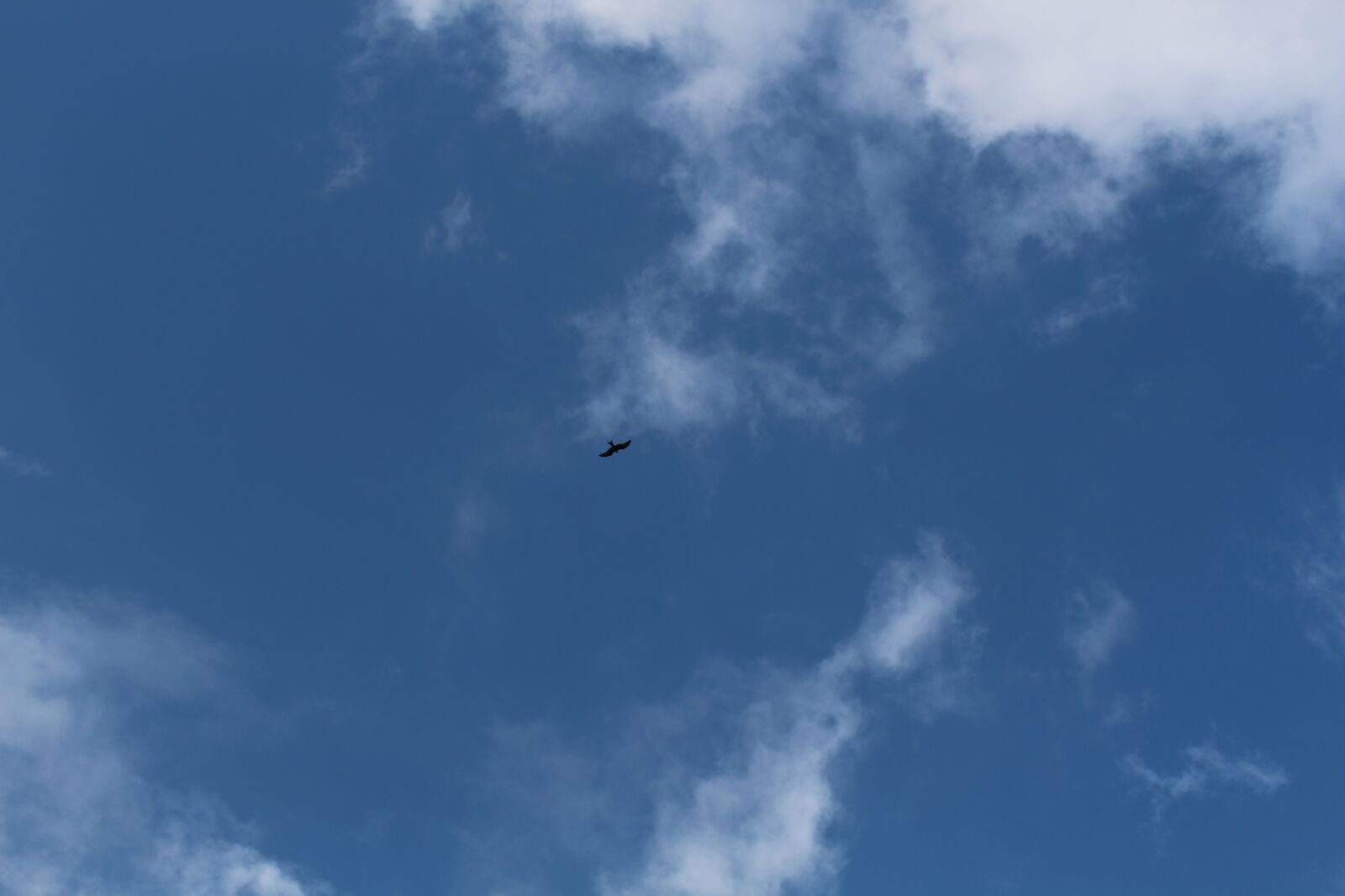Canon EOS 100D (EOS Rebel SL1 / EOS Kiss X7) sample photo. Sky, raptor, basilicata photography