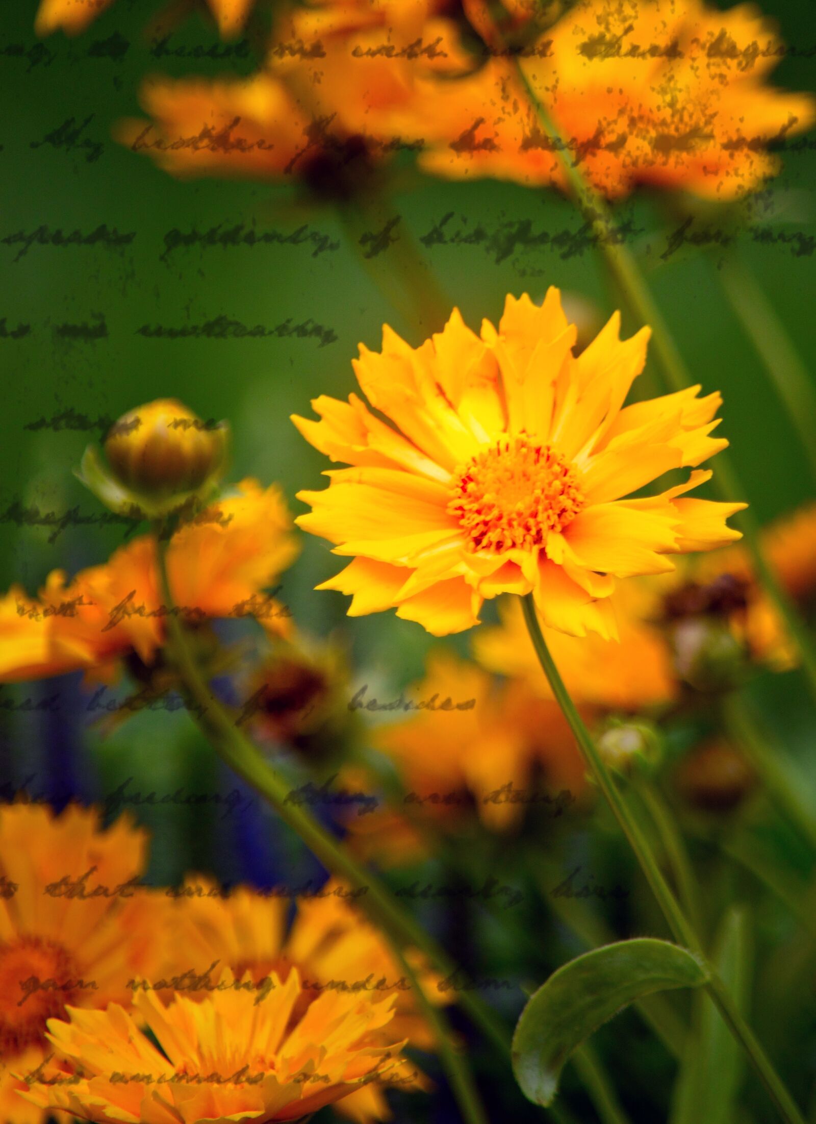 Nikon D3200 sample photo. Marigold, flower, bloom photography