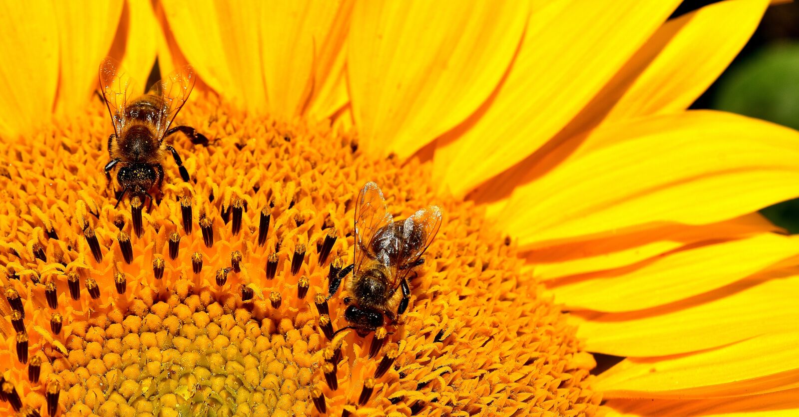 Nikon D7200 sample photo. Sunflower, bees, summer photography