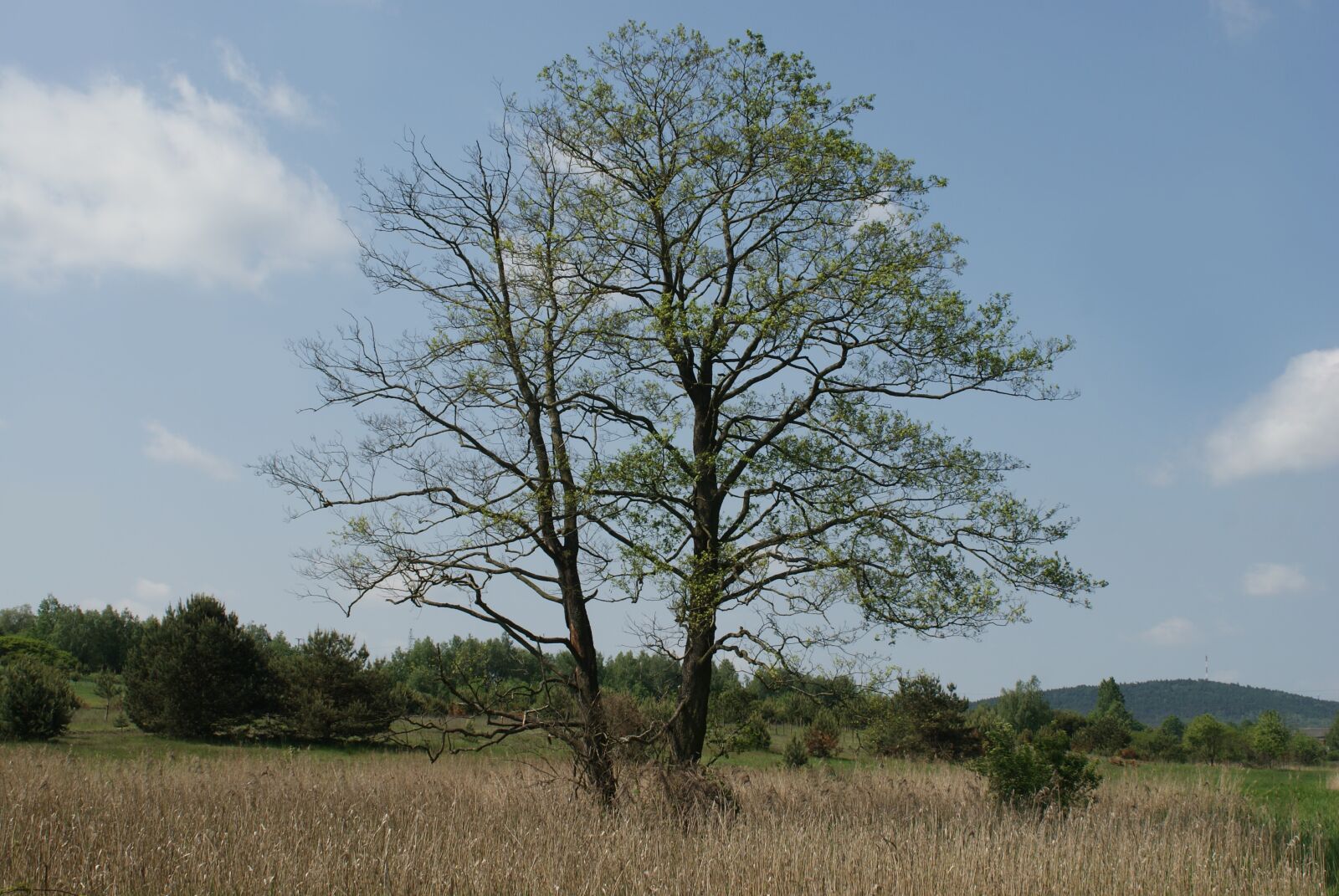 Sony Alpha DSLR-A200 sample photo. Tree, love, romance photography