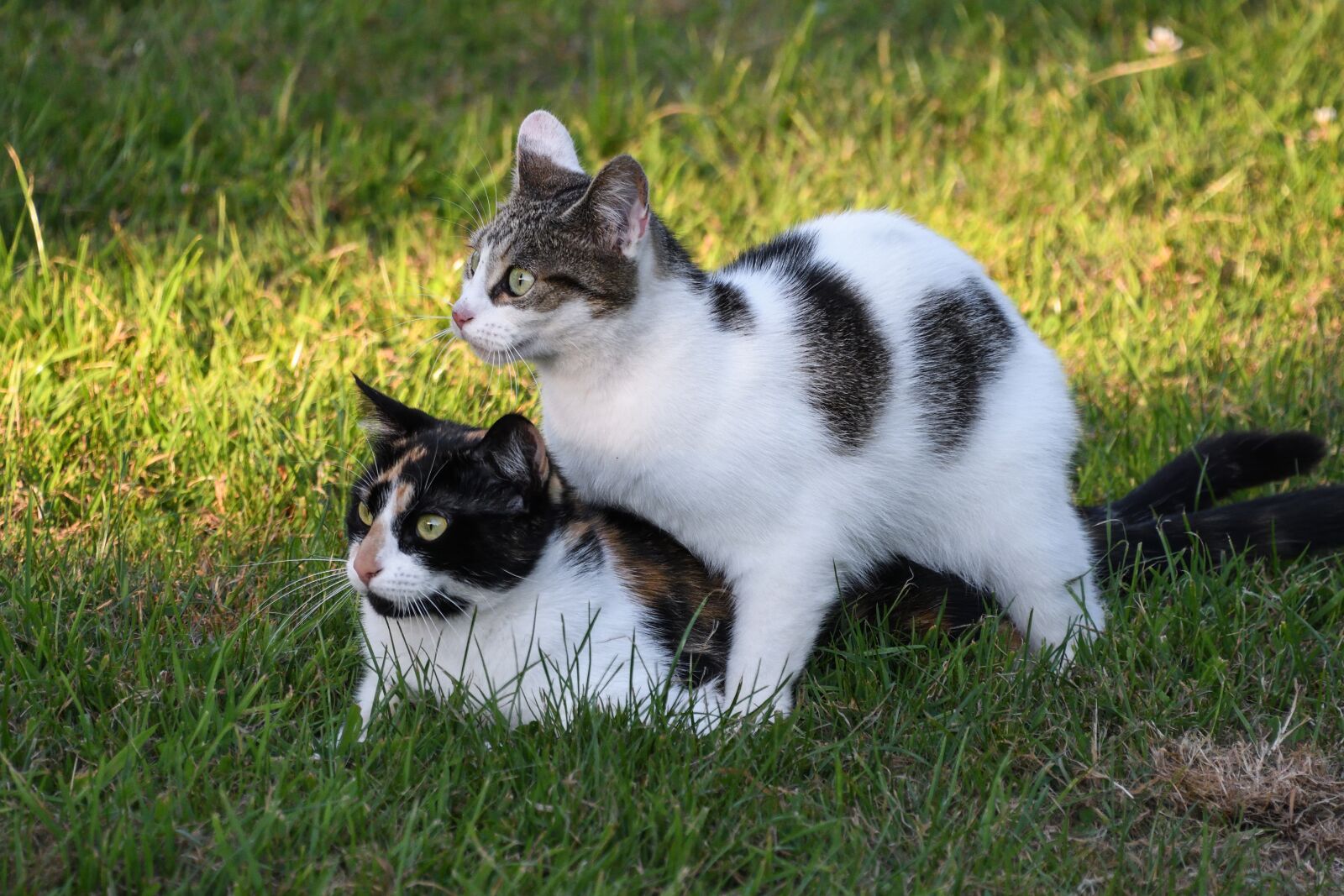 Nikon D500 sample photo. Cat, two cats, play photography