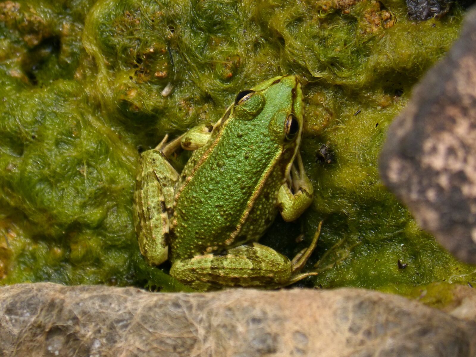 Panasonic DMC-FZ62 sample photo. Frog, green frog, pond photography